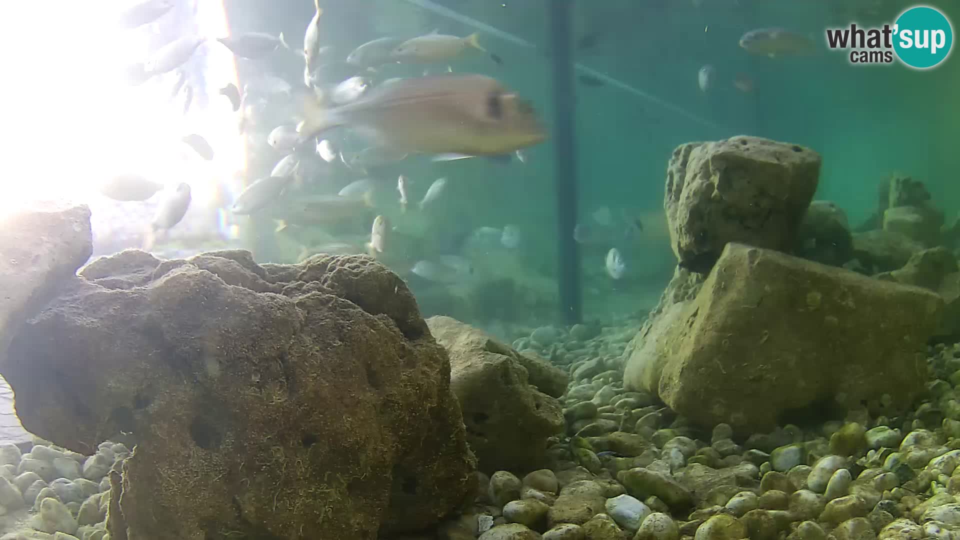 Webcam de l’aquarium marin extérieur de Rogoznica Croatie