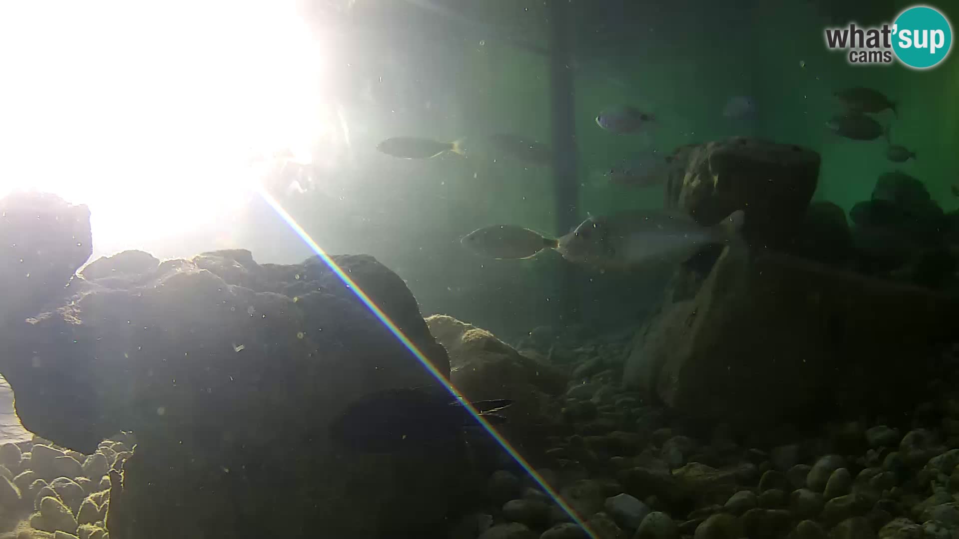 Outdoor Marine Aquarium Rogoznica webcam Croatia