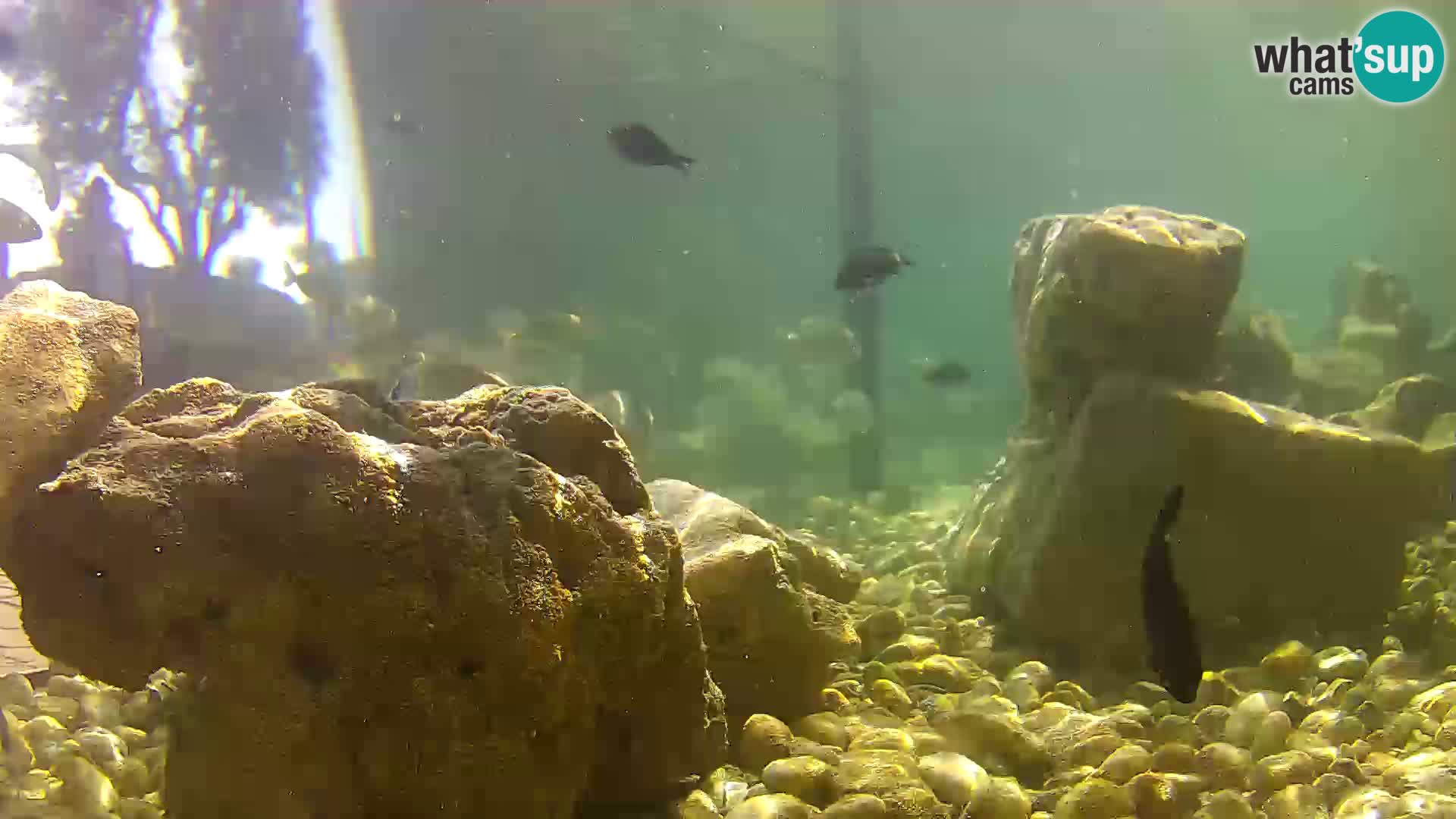 Webcam de l’aquarium marin extérieur de Rogoznica Croatie