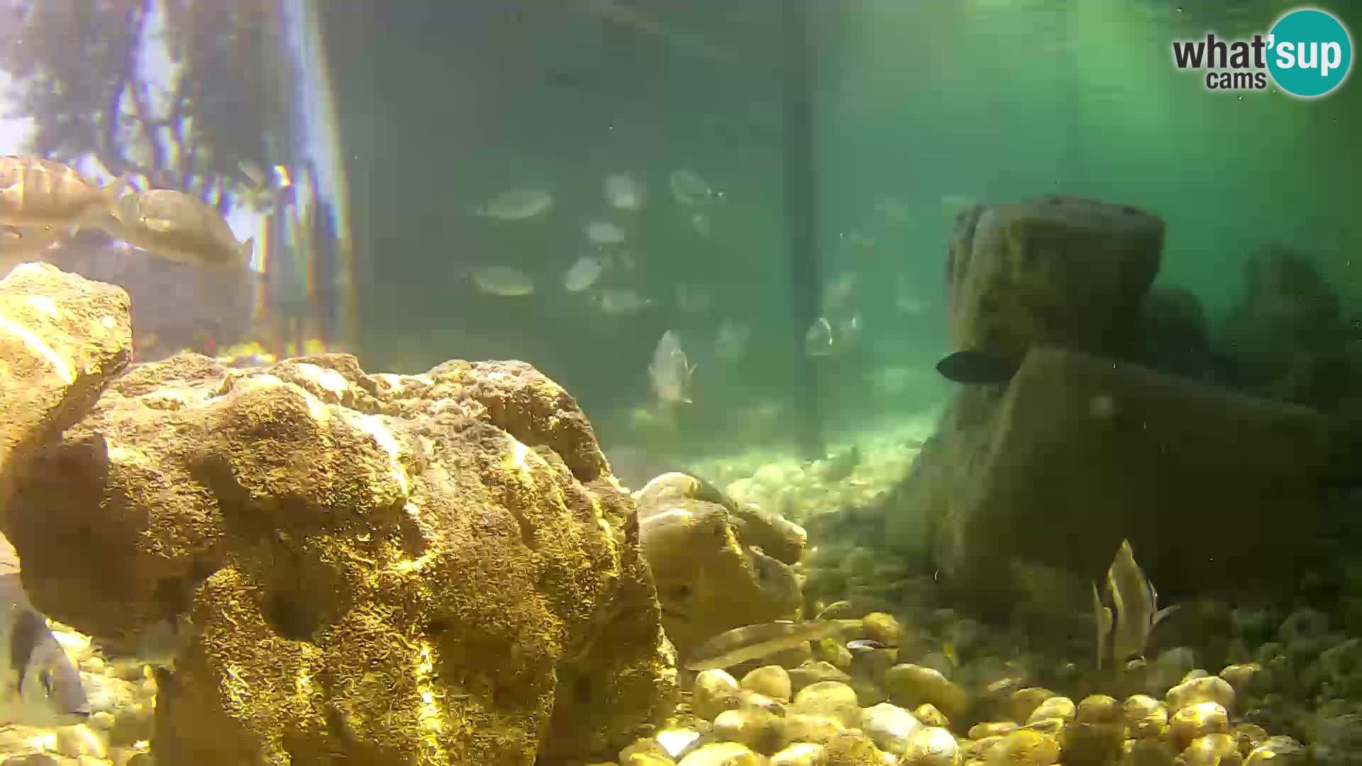 Outdoor Marine Aquarium Rogoznica webcam Croatia