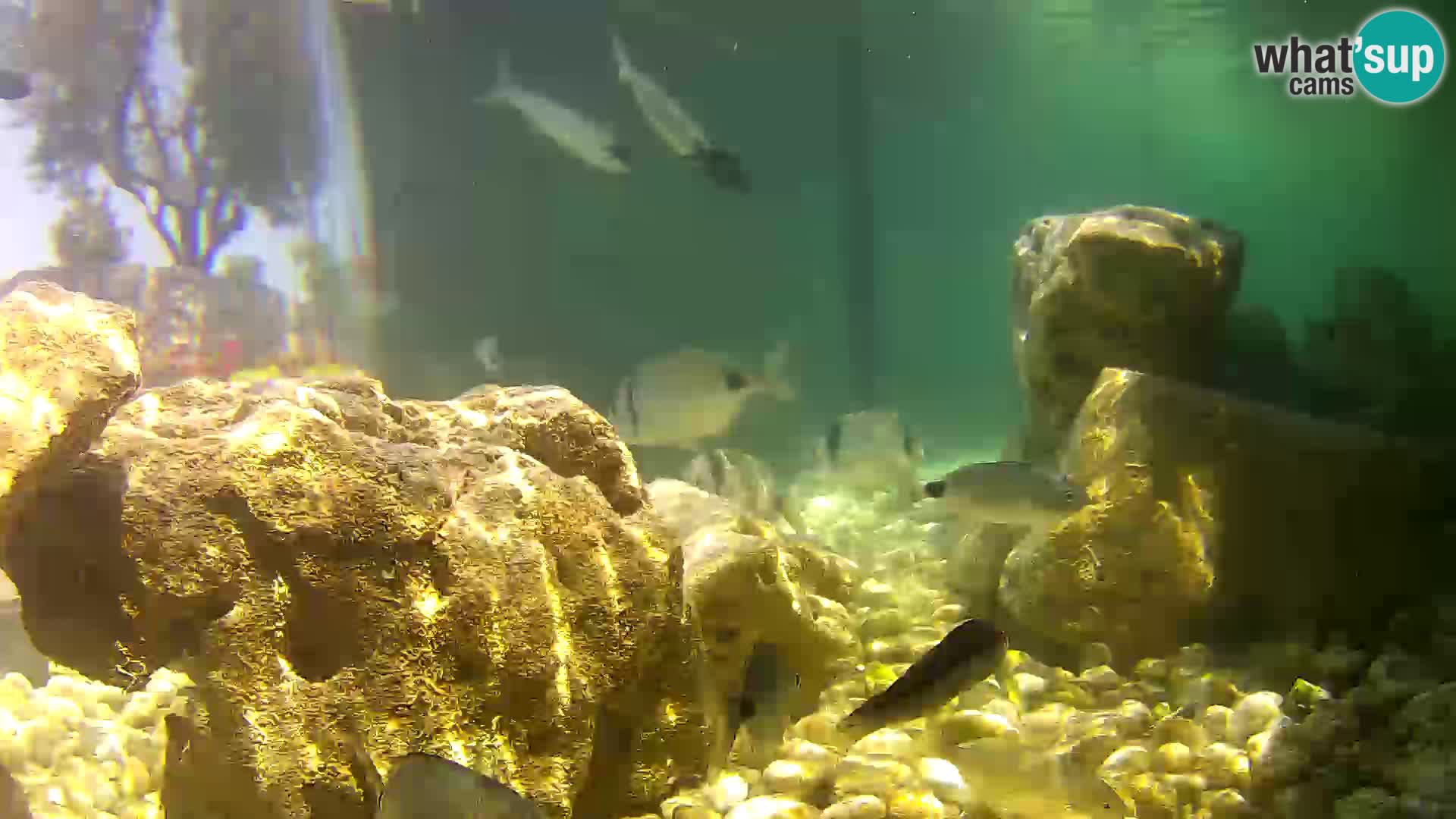 Aquario marino esterno –  Rogoznica livecam Croazia