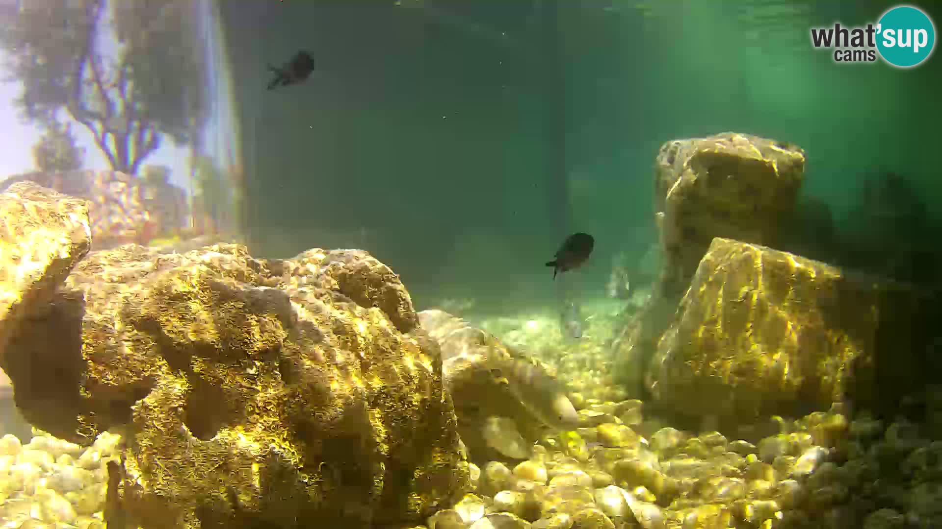 Webcam de l’aquarium marin extérieur de Rogoznica Croatie