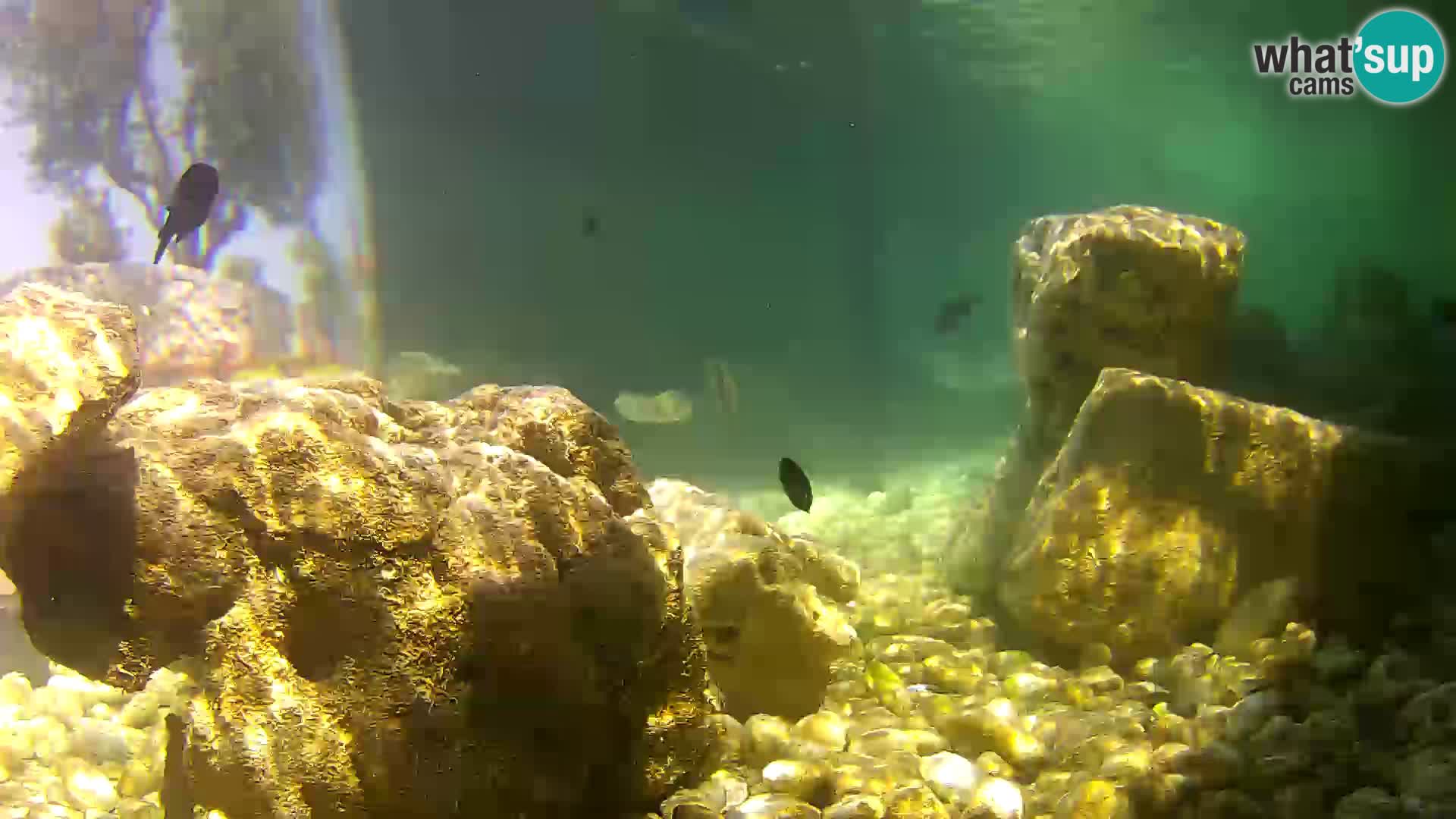 Aquario marino esterno –  Rogoznica livecam Croazia