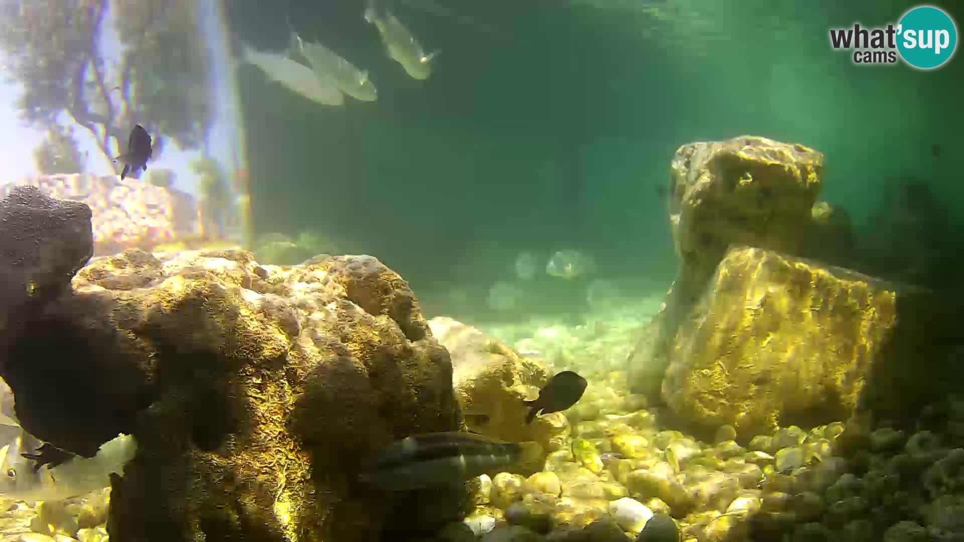 Outdoor Marine Aquarium Rogoznica webcam Croatia