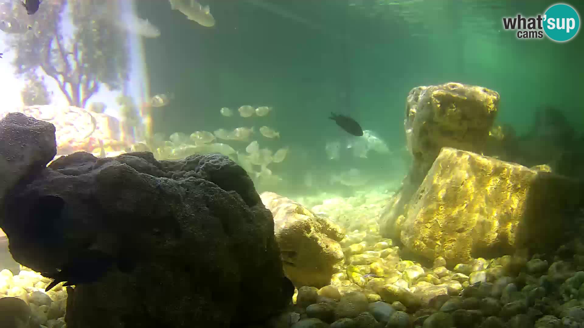 Acuario marino al aire libre Rogoznica webcam Croacia