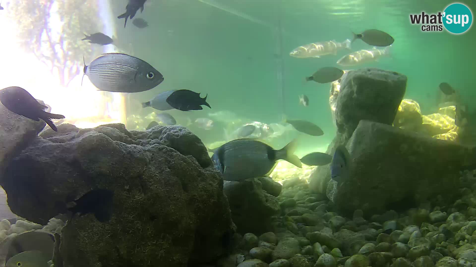 Aquario marino esterno –  Rogoznica livecam Croazia