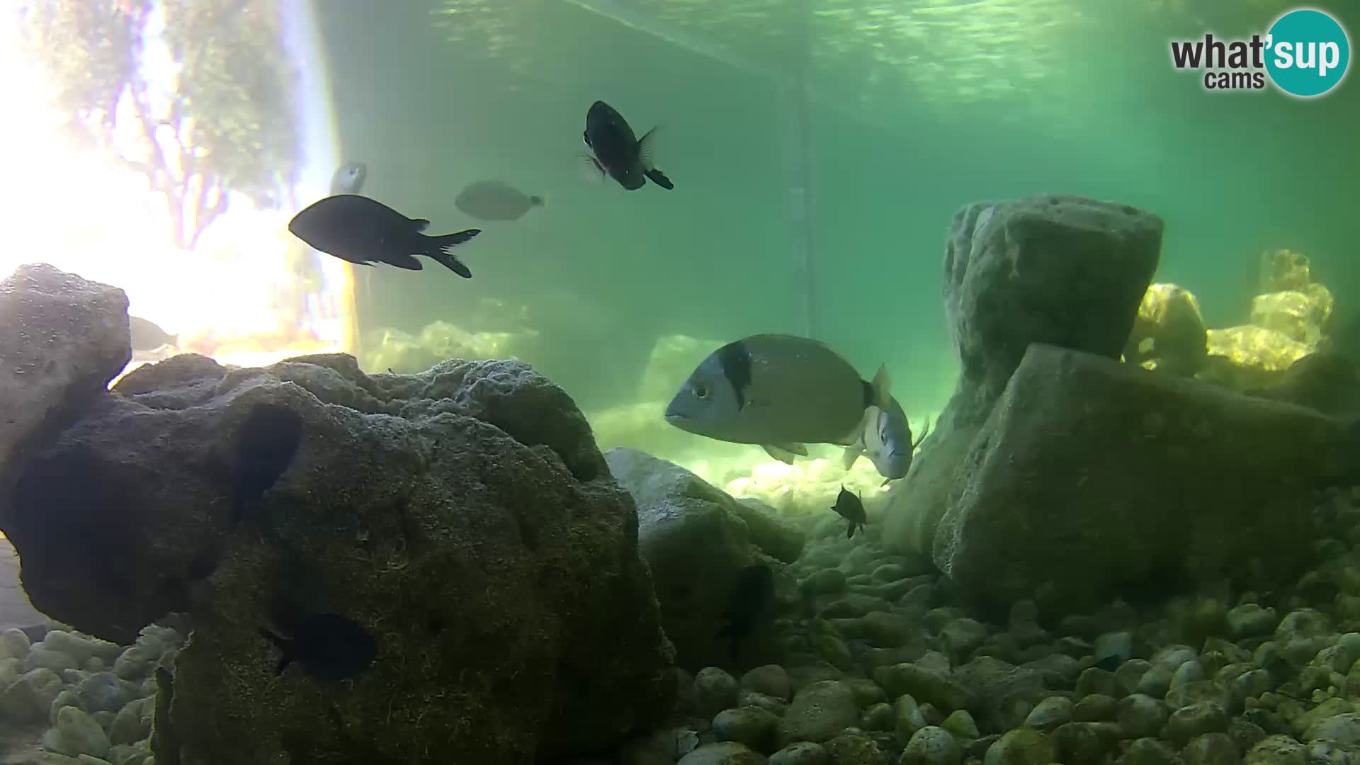 Webcam de l’aquarium marin extérieur de Rogoznica Croatie