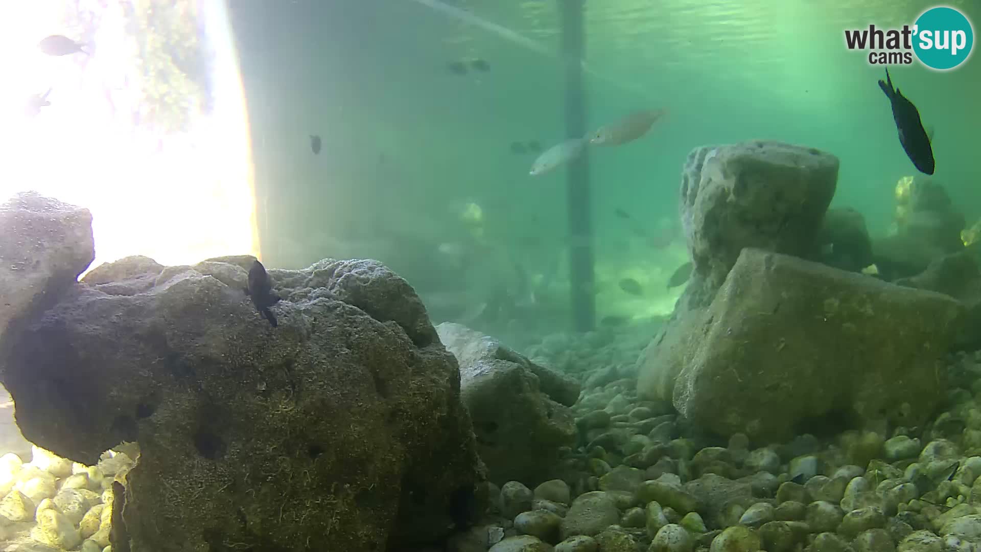 Marine Aquarium im Freien Rogoznica webcam Kroatien