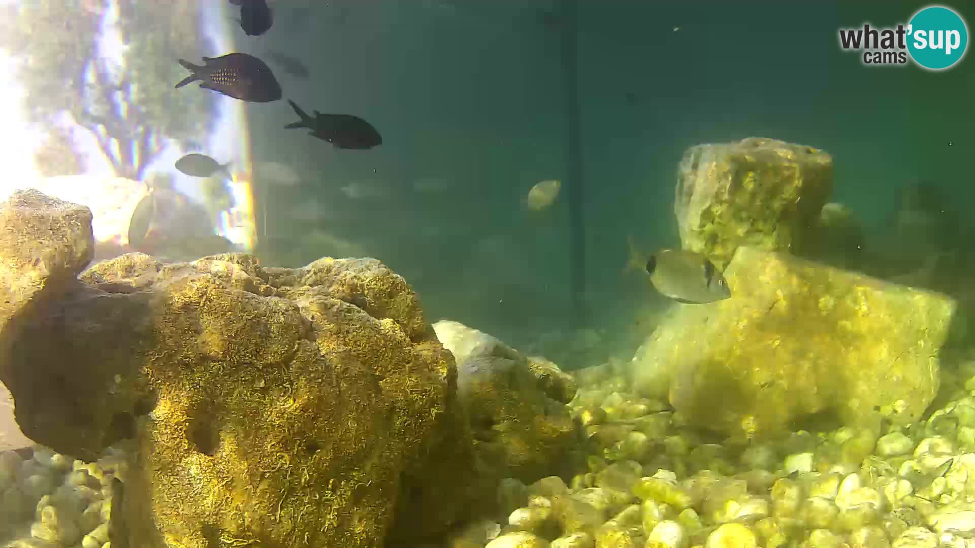 Aquario marino esterno –  Rogoznica livecam Croazia