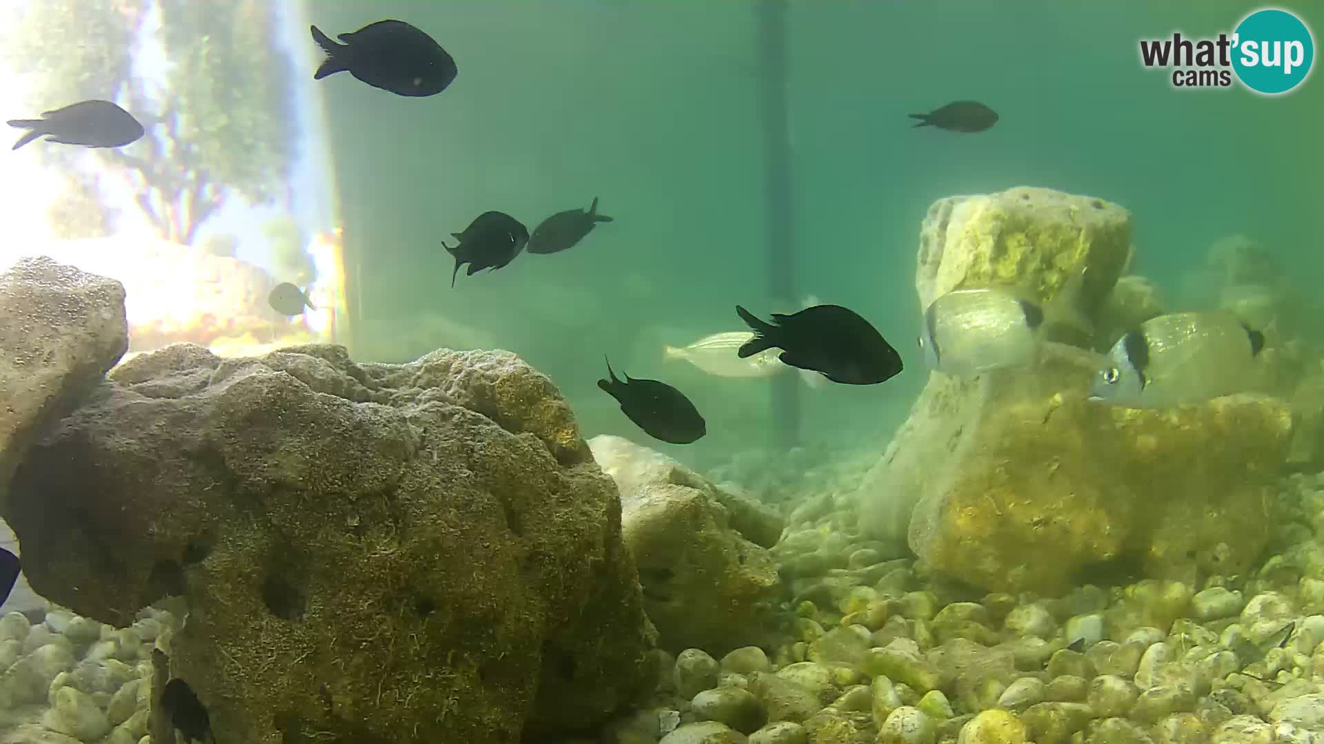 Acuario marino al aire libre Rogoznica webcam Croacia