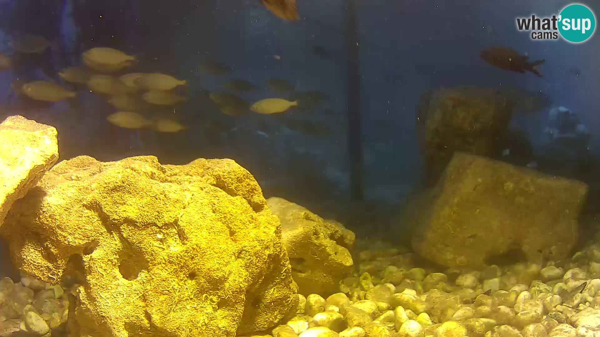 Webcam de l’aquarium marin extérieur de Rogoznica Croatie