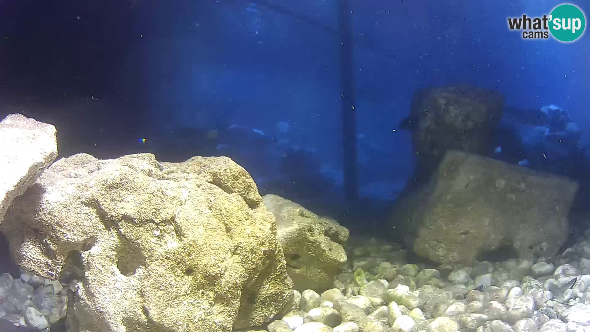 Zunanji morski akvarij Rogoznica spletna kamera Hrvaška