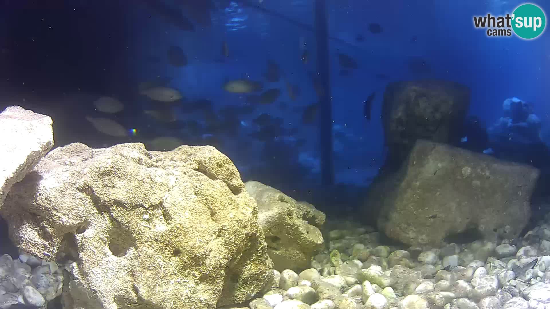 Outdoor Marine Aquarium Rogoznica webcam Croatia