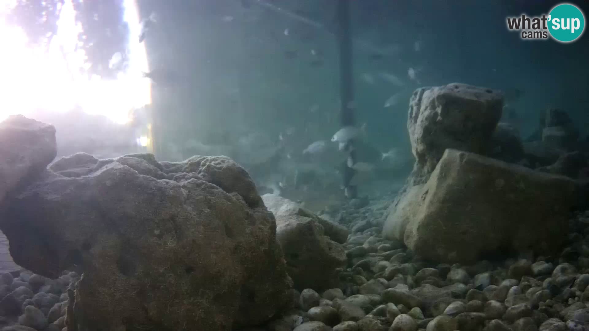 Marine Aquarium im Freien Rogoznica webcam Kroatien