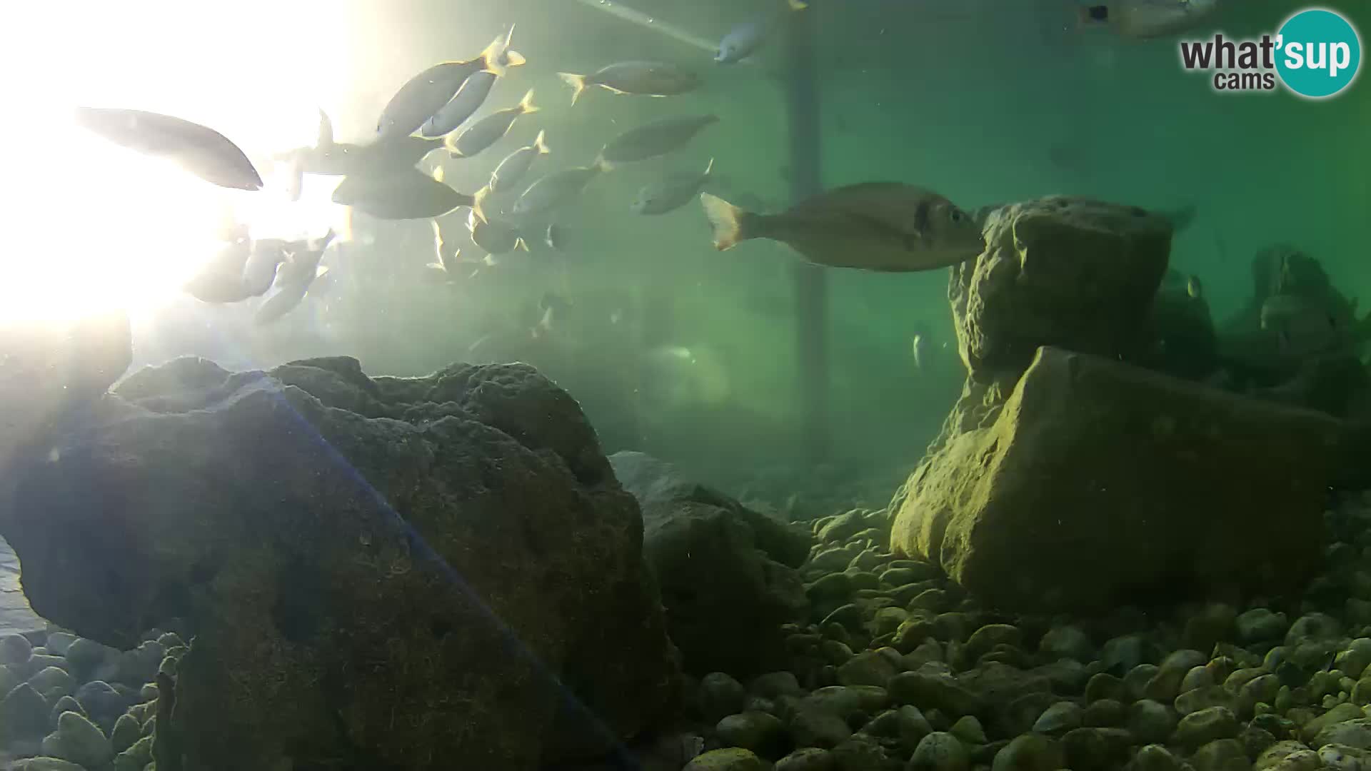Marine Aquarium im Freien Rogoznica webcam Kroatien