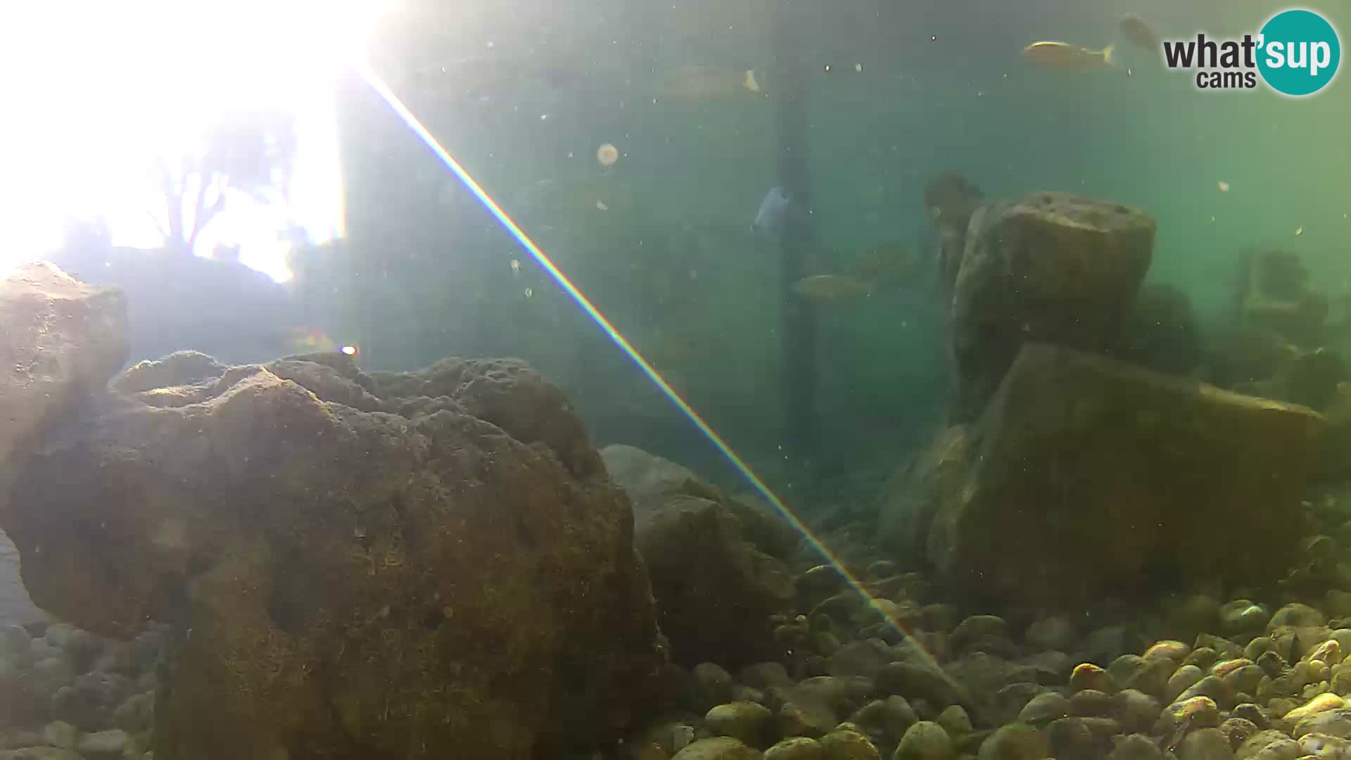 Aquario marino esterno –  Rogoznica livecam Croazia