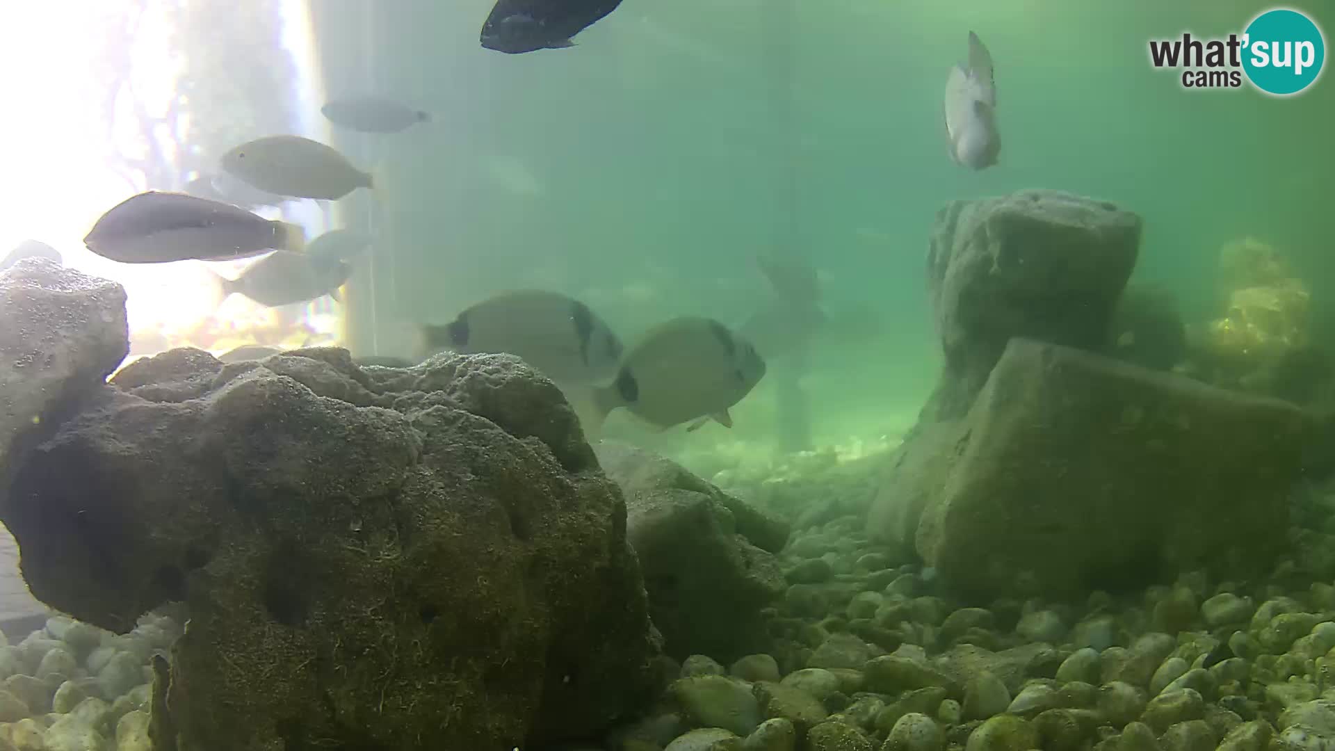 Outdoor Marine Aquarium Rogoznica webcam Croatia