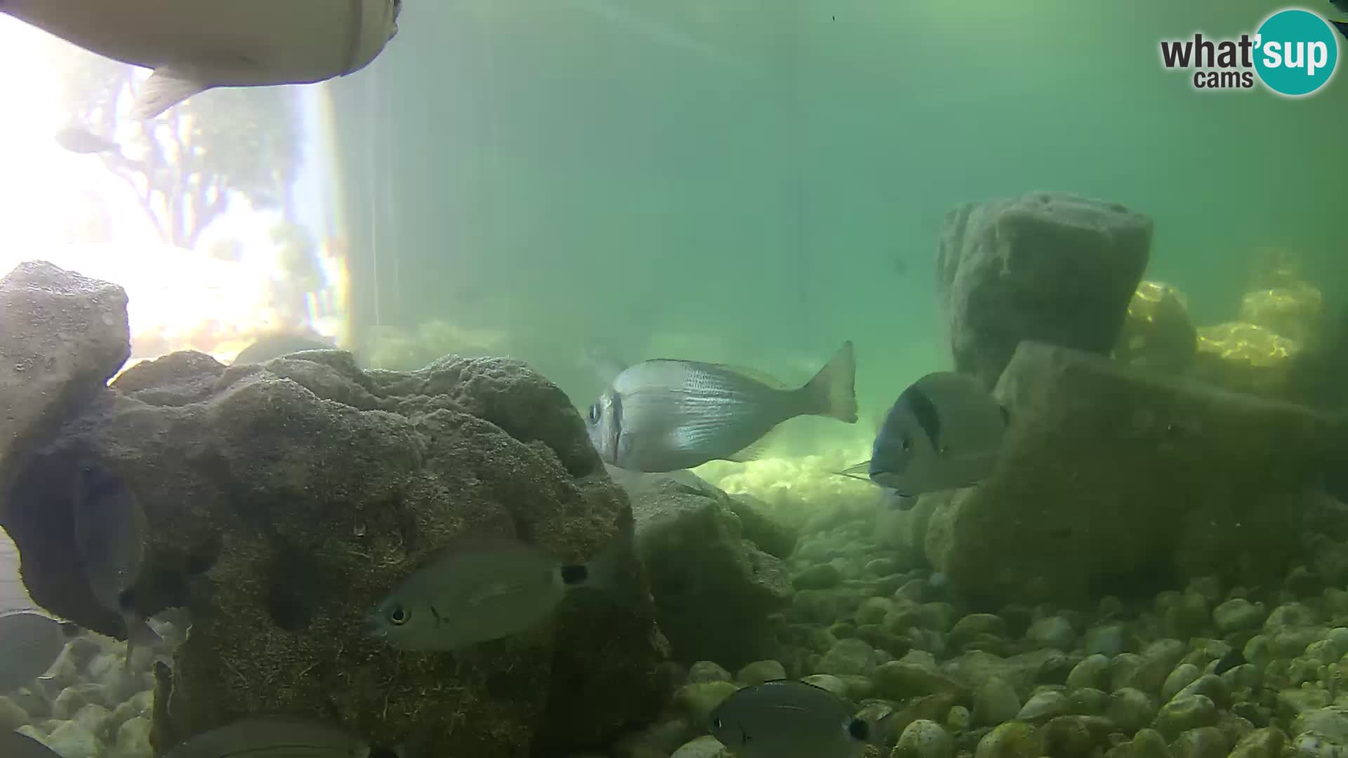 Outdoor Marine Aquarium Rogoznica webcam Croatia