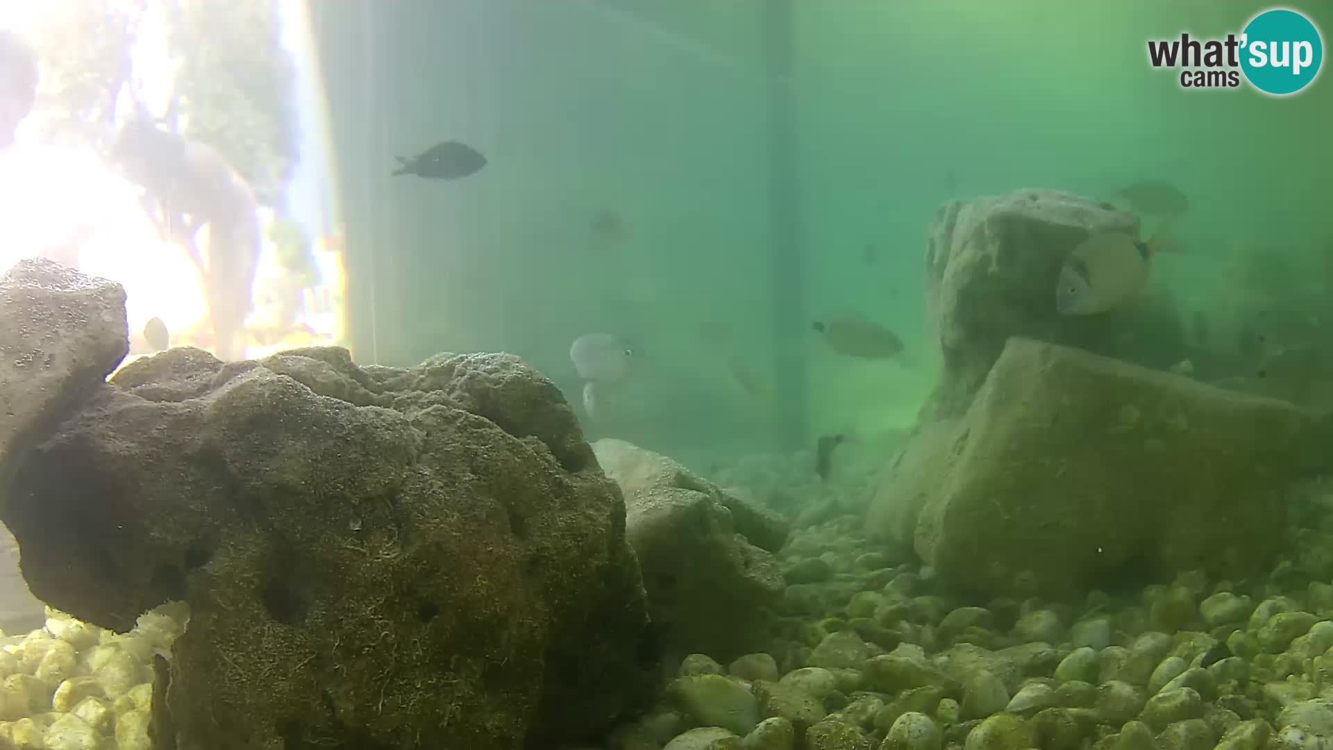 Outdoor Marine Aquarium Rogoznica webcam Croatia