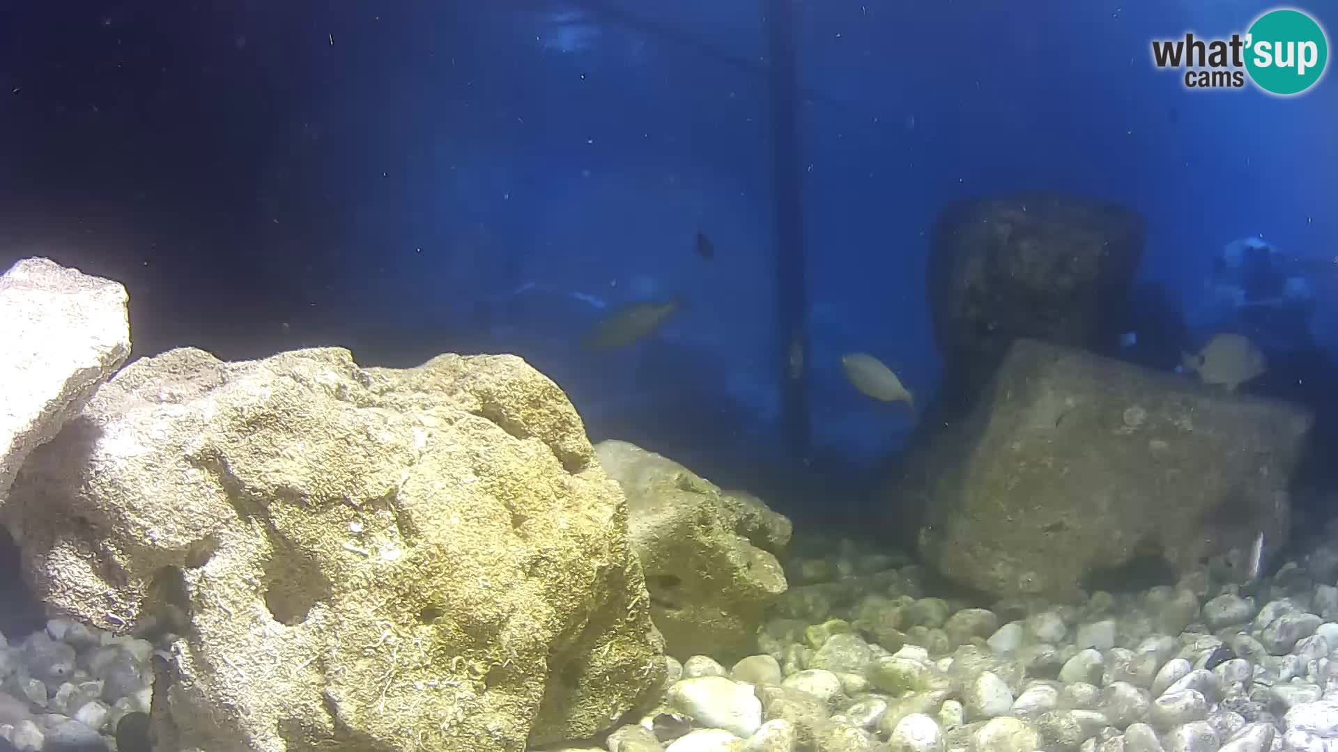 Zunanji morski akvarij Rogoznica spletna kamera Hrvaška