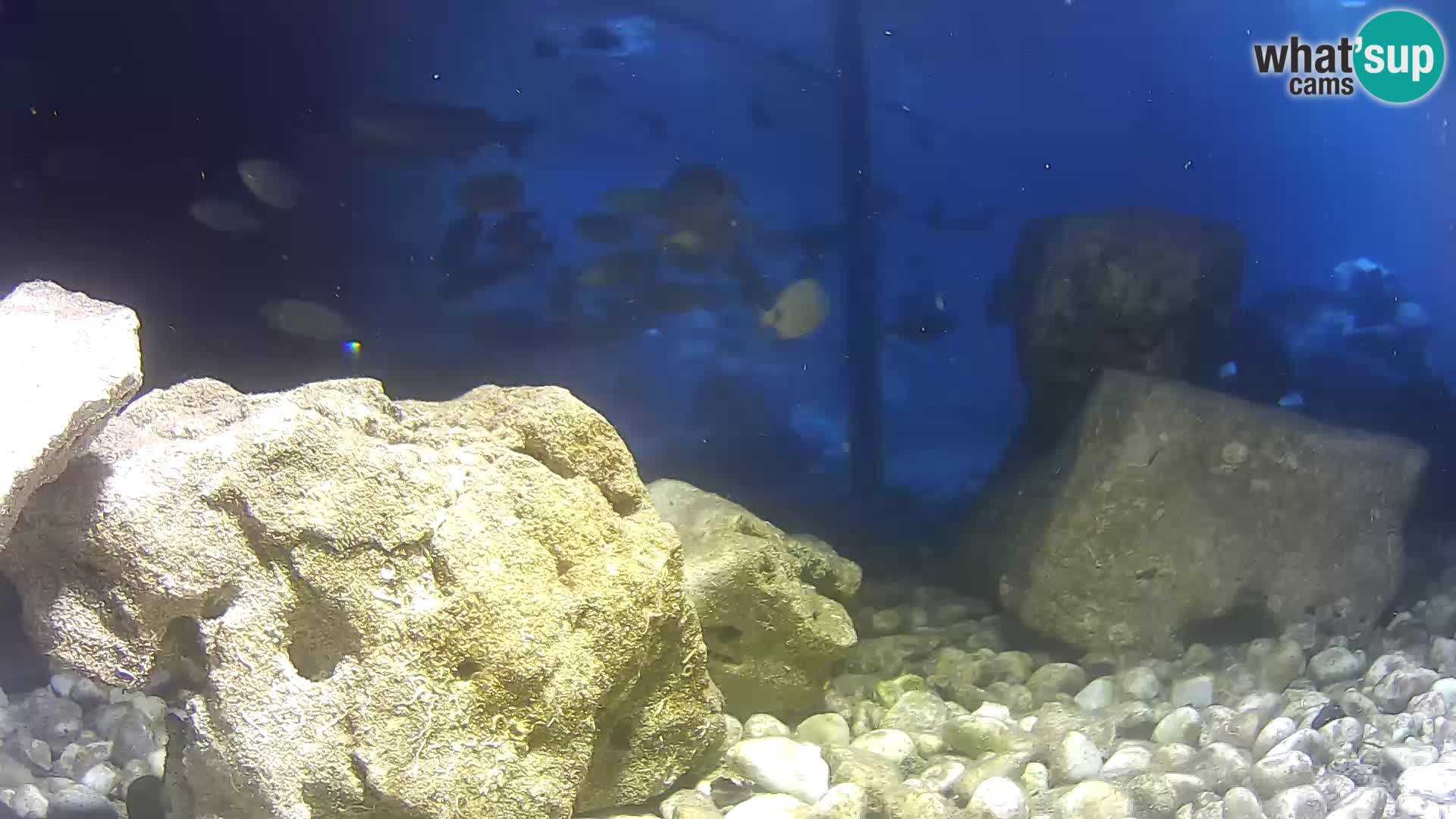 Zunanji morski akvarij Rogoznica spletna kamera Hrvaška