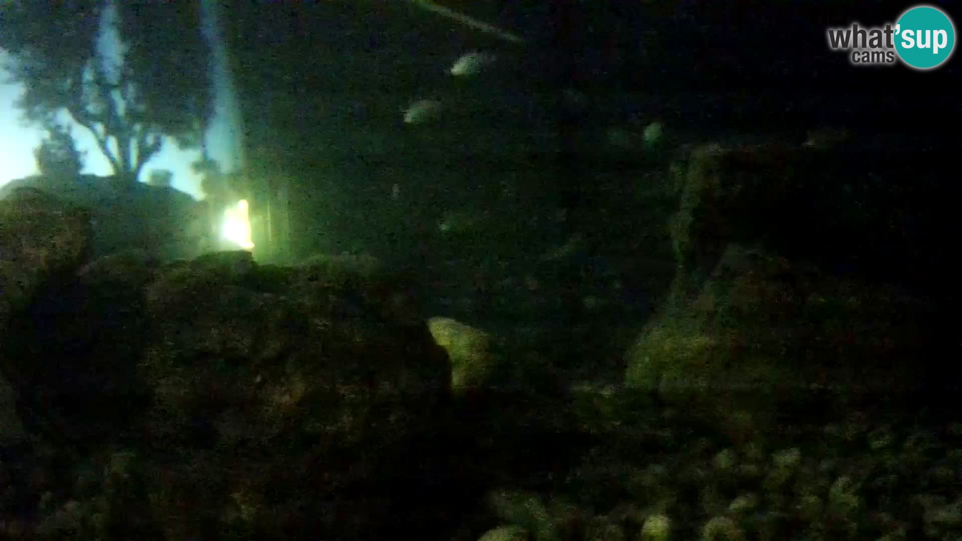 Aquario marino esterno –  Rogoznica livecam Croazia