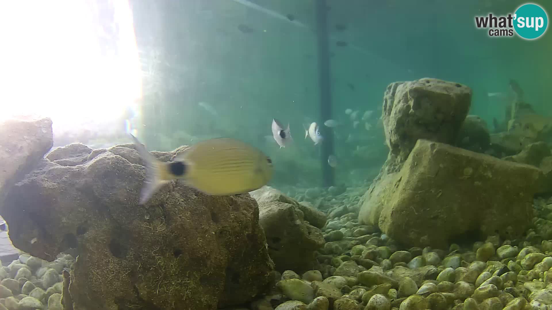 Marine Aquarium im Freien Rogoznica webcam Kroatien