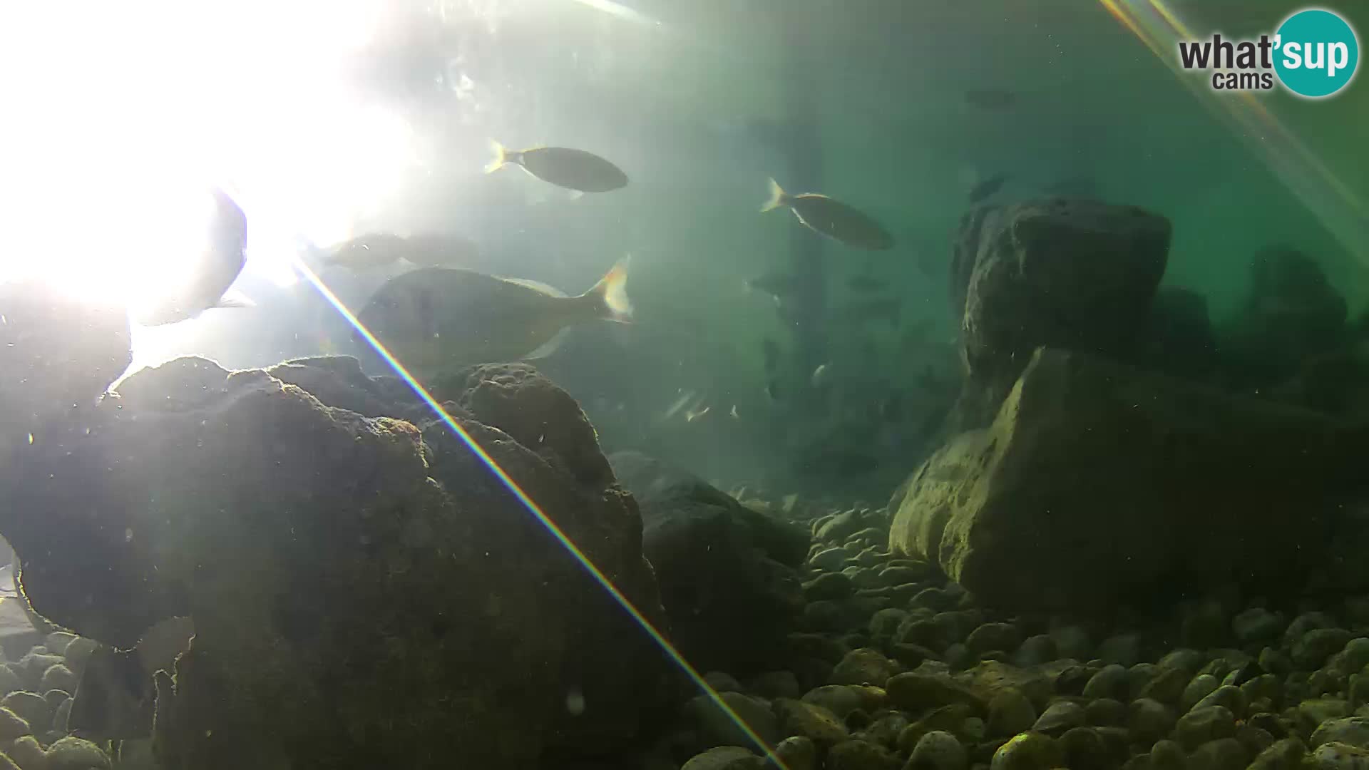 Aquario marino esterno –  Rogoznica livecam Croazia
