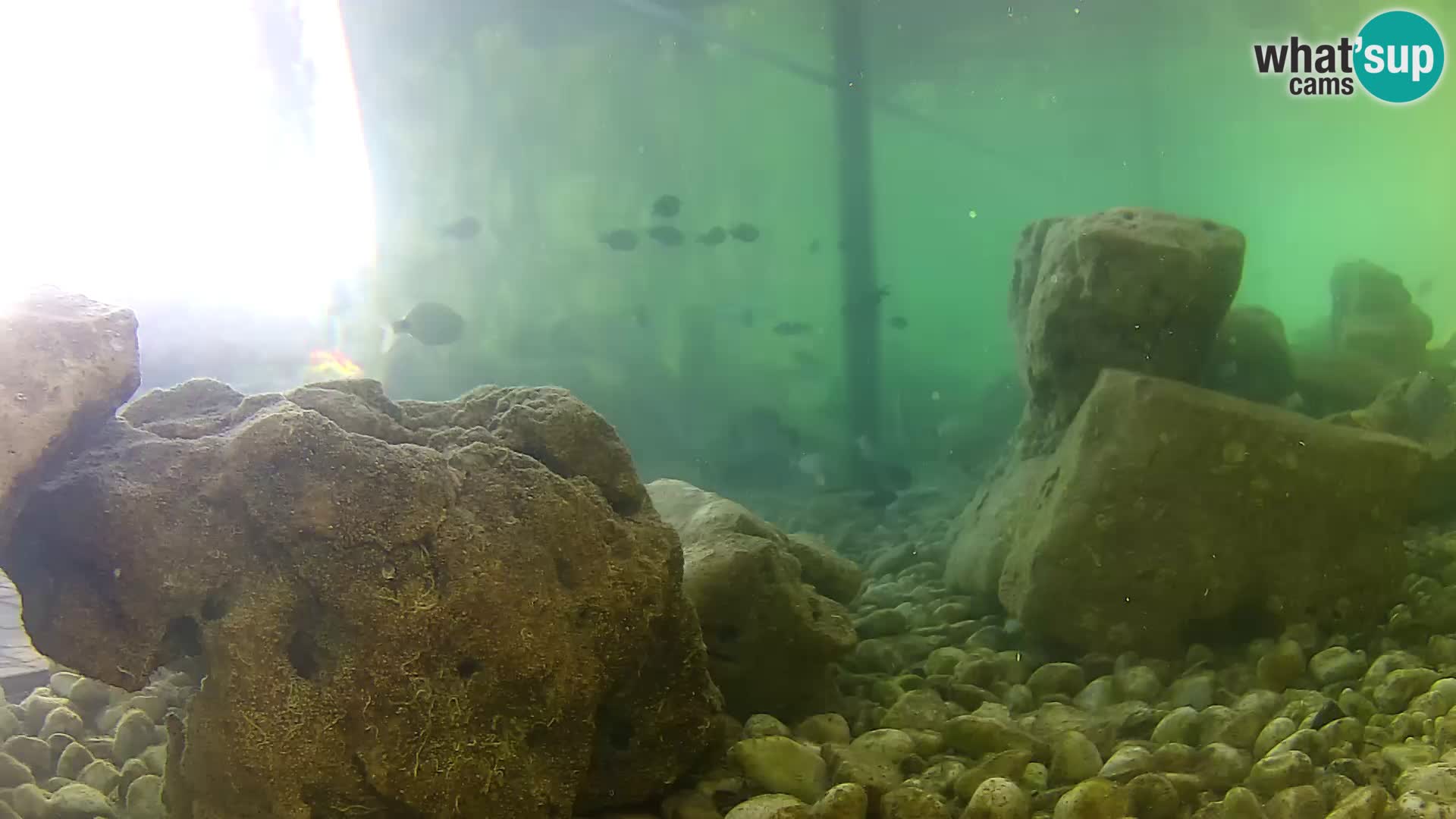 Outdoor Marine Aquarium Rogoznica webcam Croatia