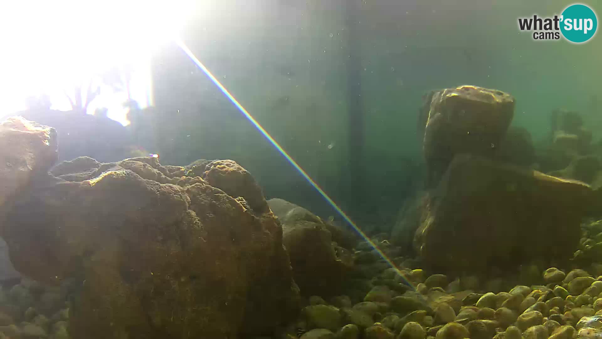 Aquario marino esterno –  Rogoznica livecam Croazia