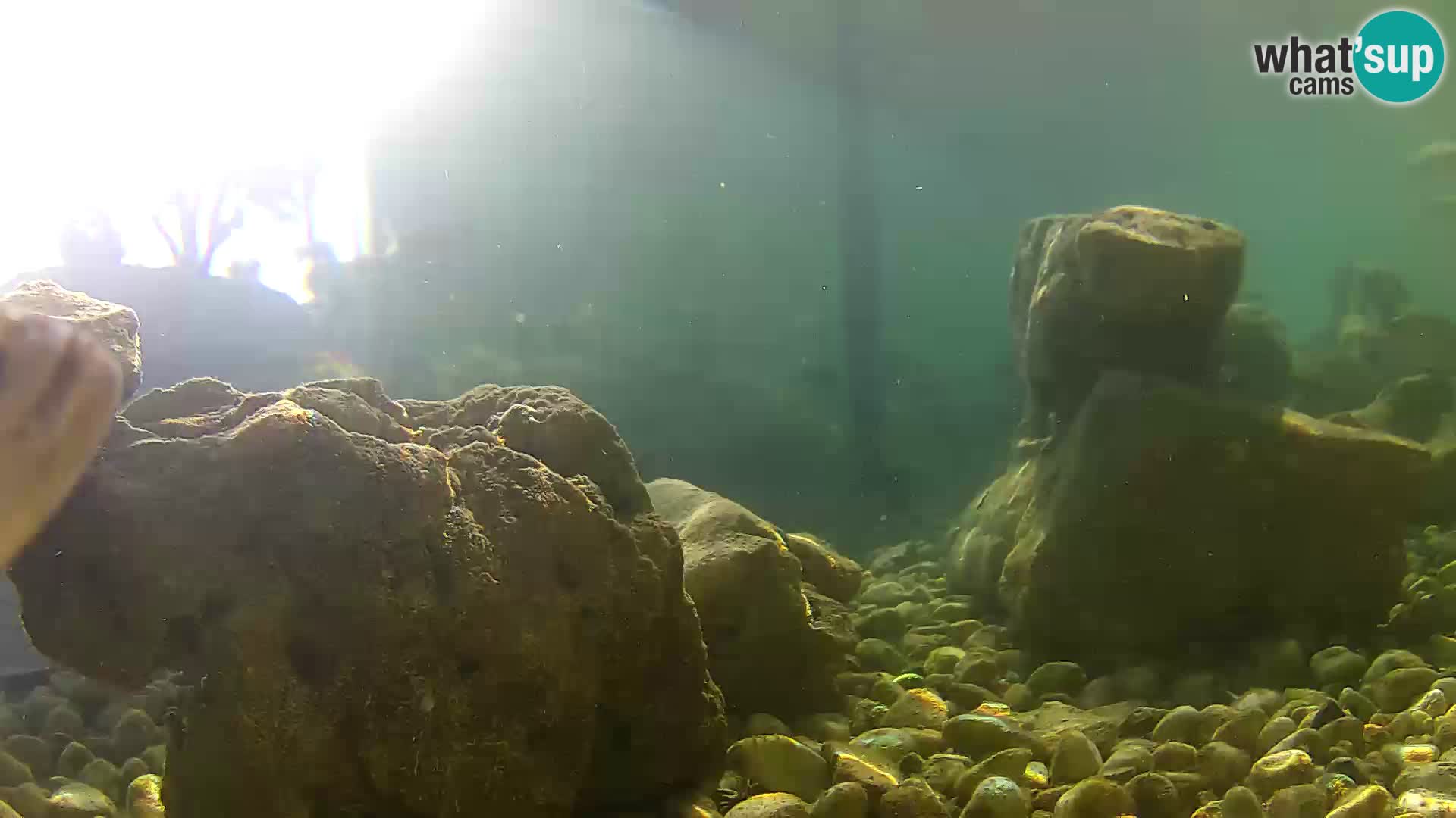 Outdoor Marine Aquarium Rogoznica webcam Croatia