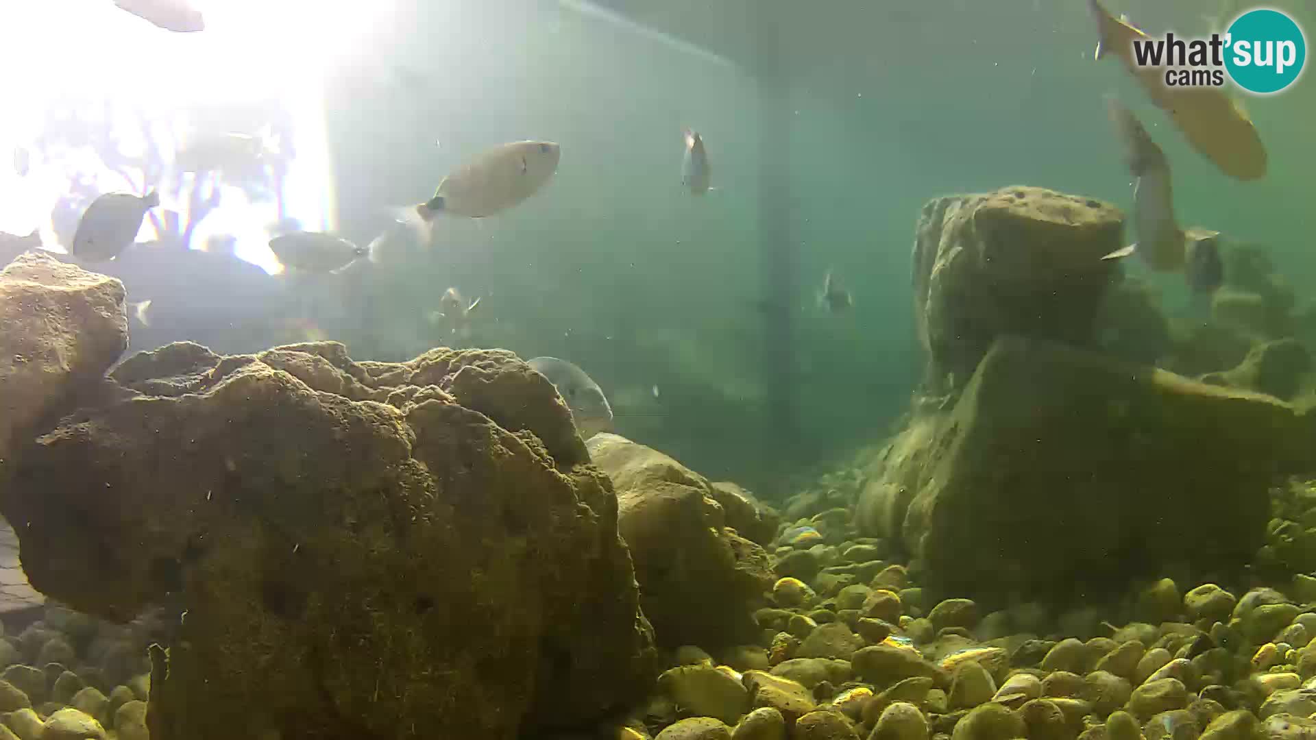 Marine Aquarium im Freien Rogoznica webcam Kroatien