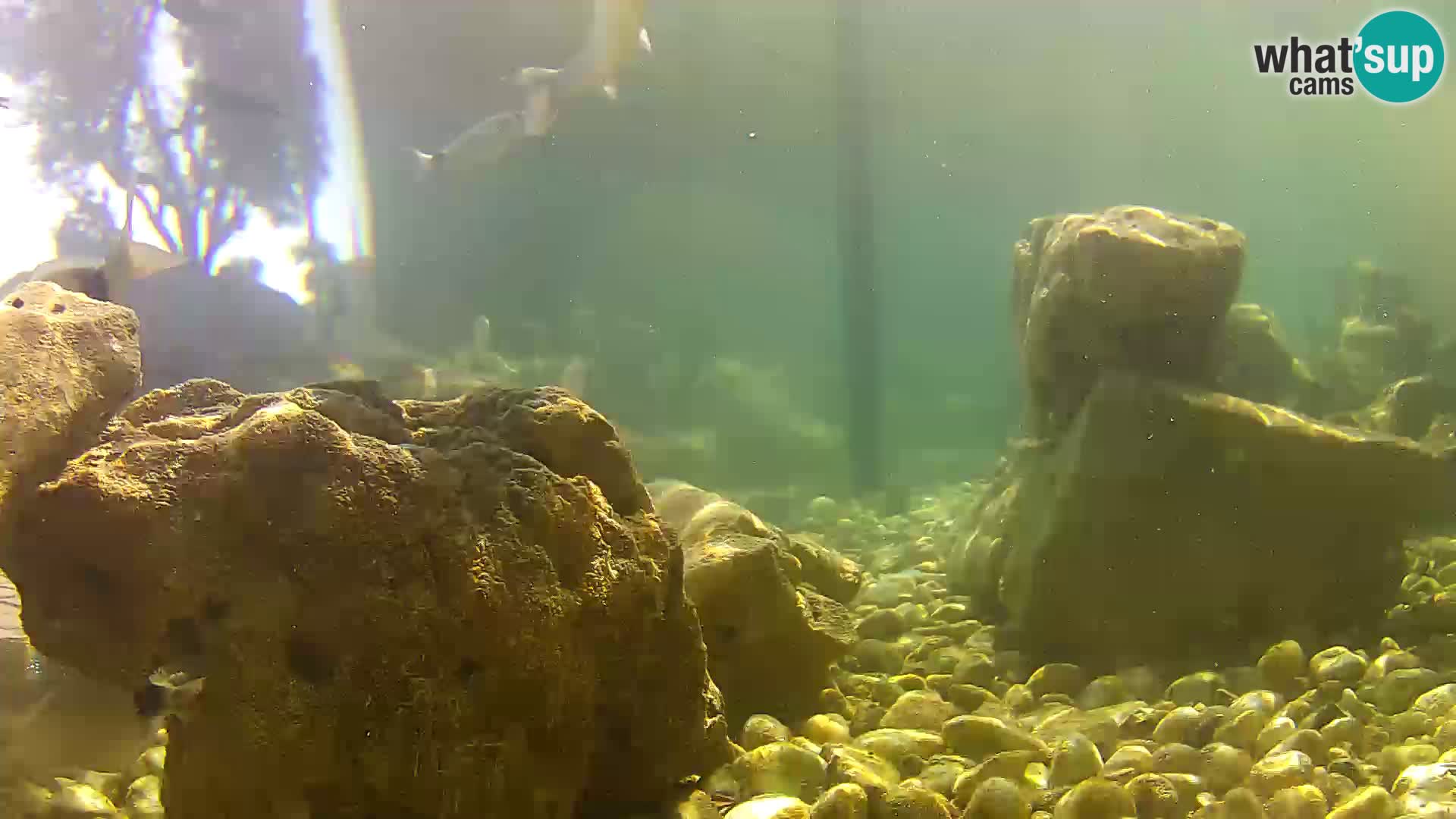 Marine Aquarium im Freien Rogoznica webcam Kroatien
