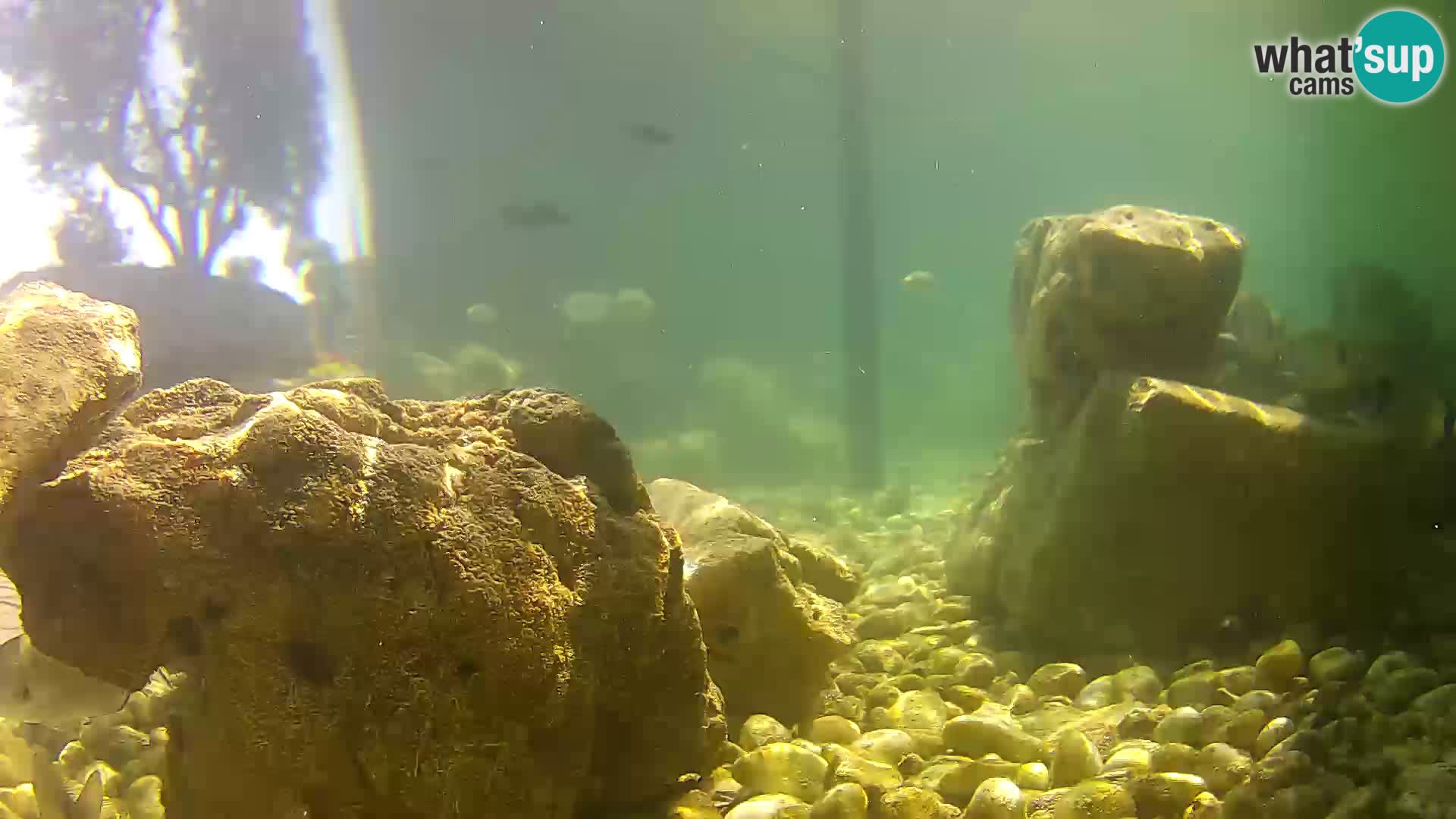 Webcam de l’aquarium marin extérieur de Rogoznica Croatie