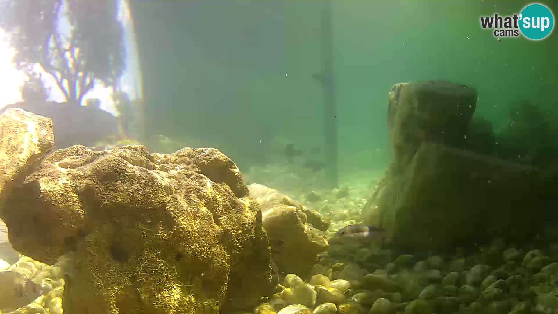 Marine Aquarium im Freien Rogoznica webcam Kroatien