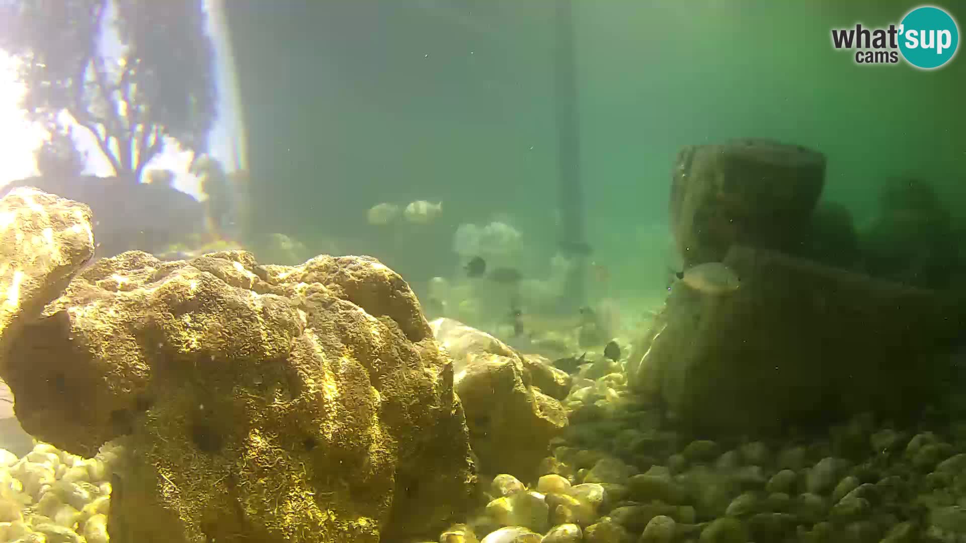 Outdoor Marine Aquarium Rogoznica webcam Croatia