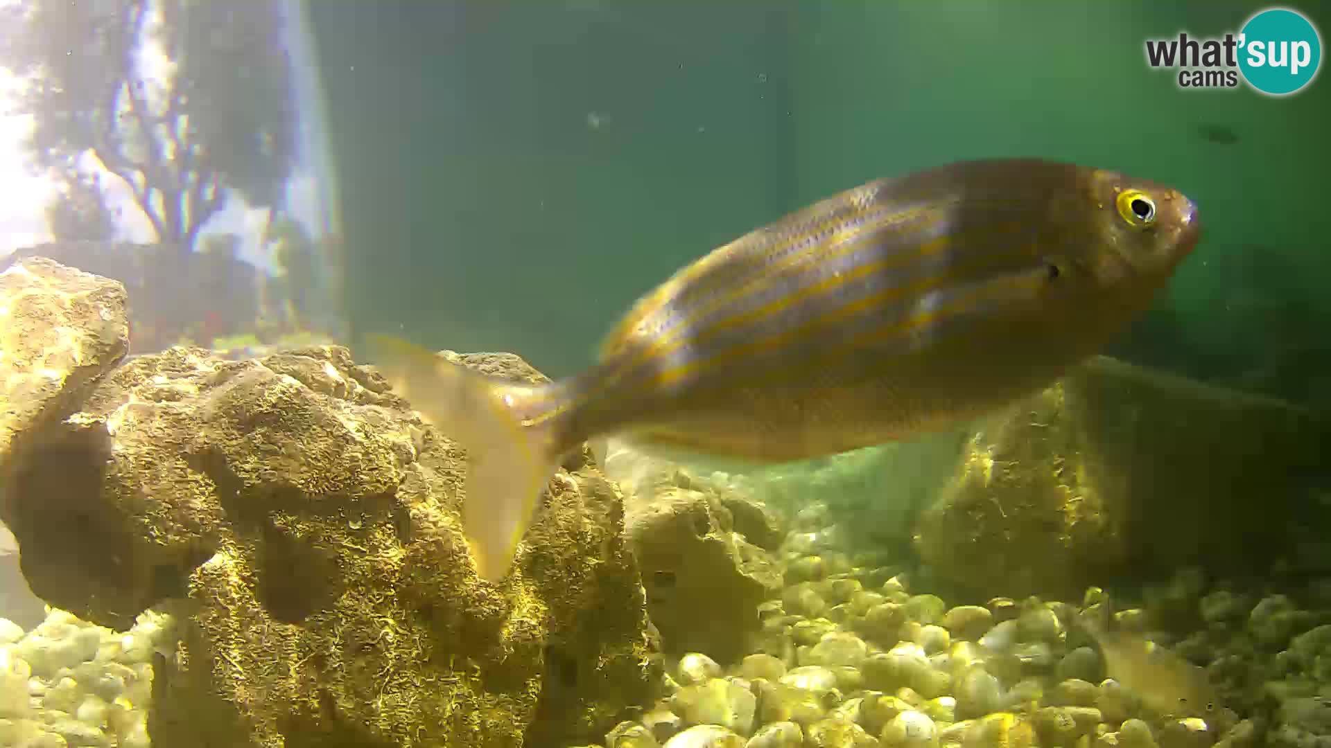 Webcam de l’aquarium marin extérieur de Rogoznica Croatie