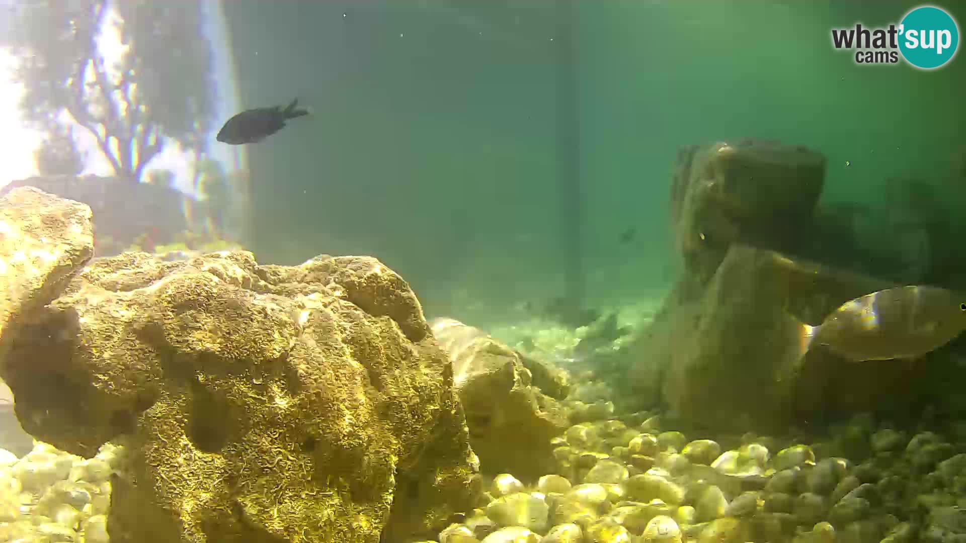 Acuario marino al aire libre Rogoznica webcam Croacia