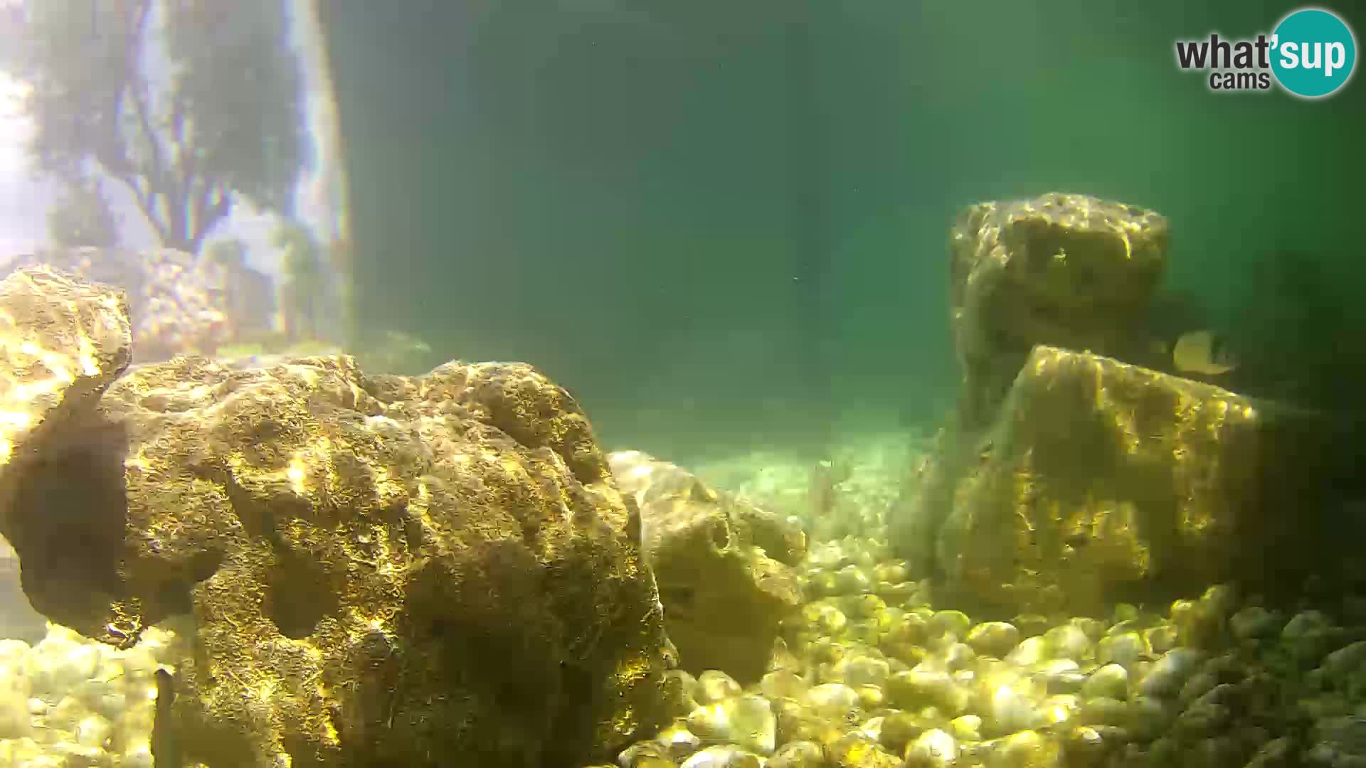 Aquario marino esterno –  Rogoznica livecam Croazia