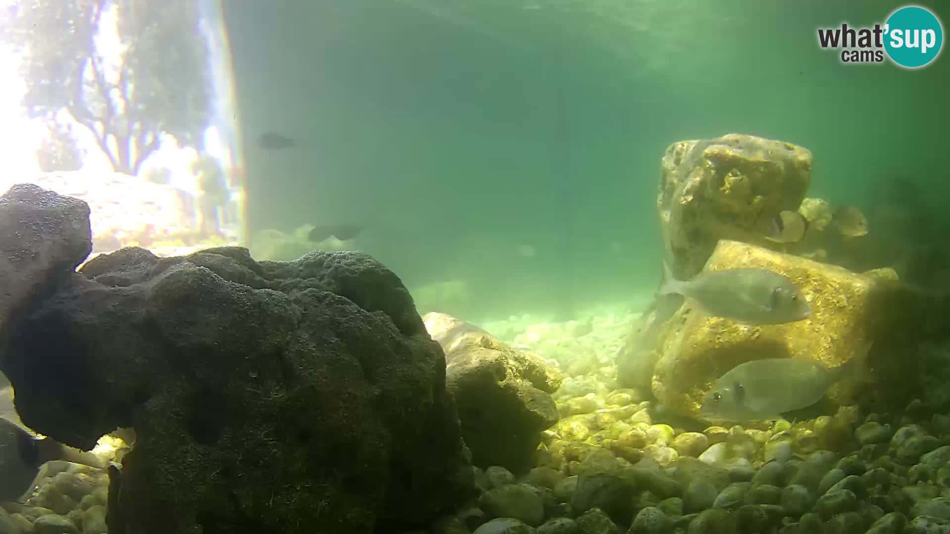 Webcam de l’aquarium marin extérieur de Rogoznica Croatie