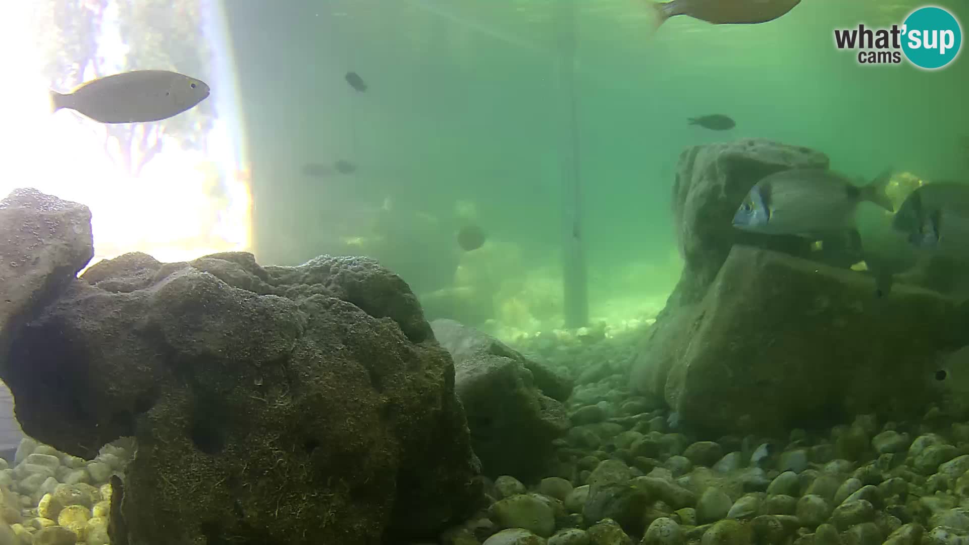 Outdoor Marine Aquarium Rogoznica webcam Croatia