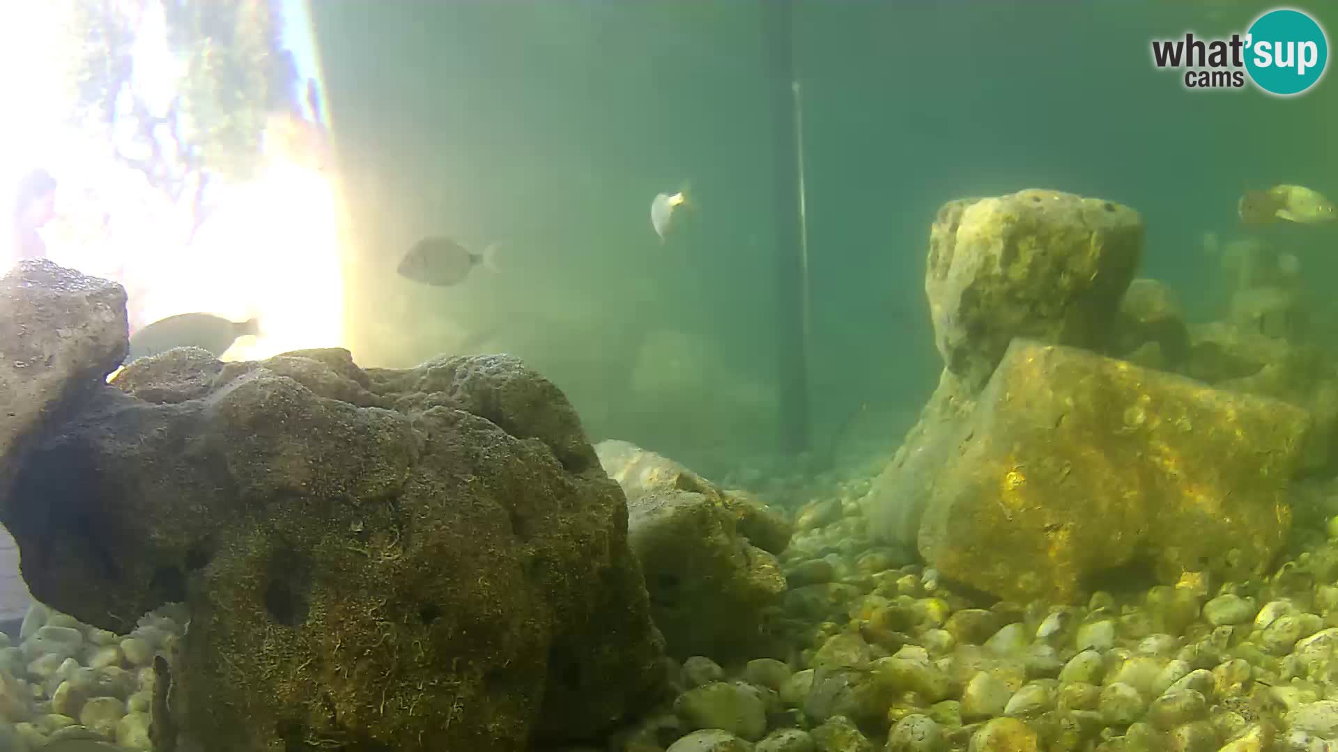 Aquario marino esterno –  Rogoznica livecam Croazia