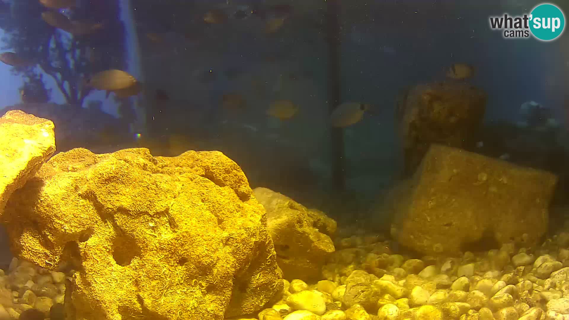 Marine Aquarium im Freien Rogoznica webcam Kroatien