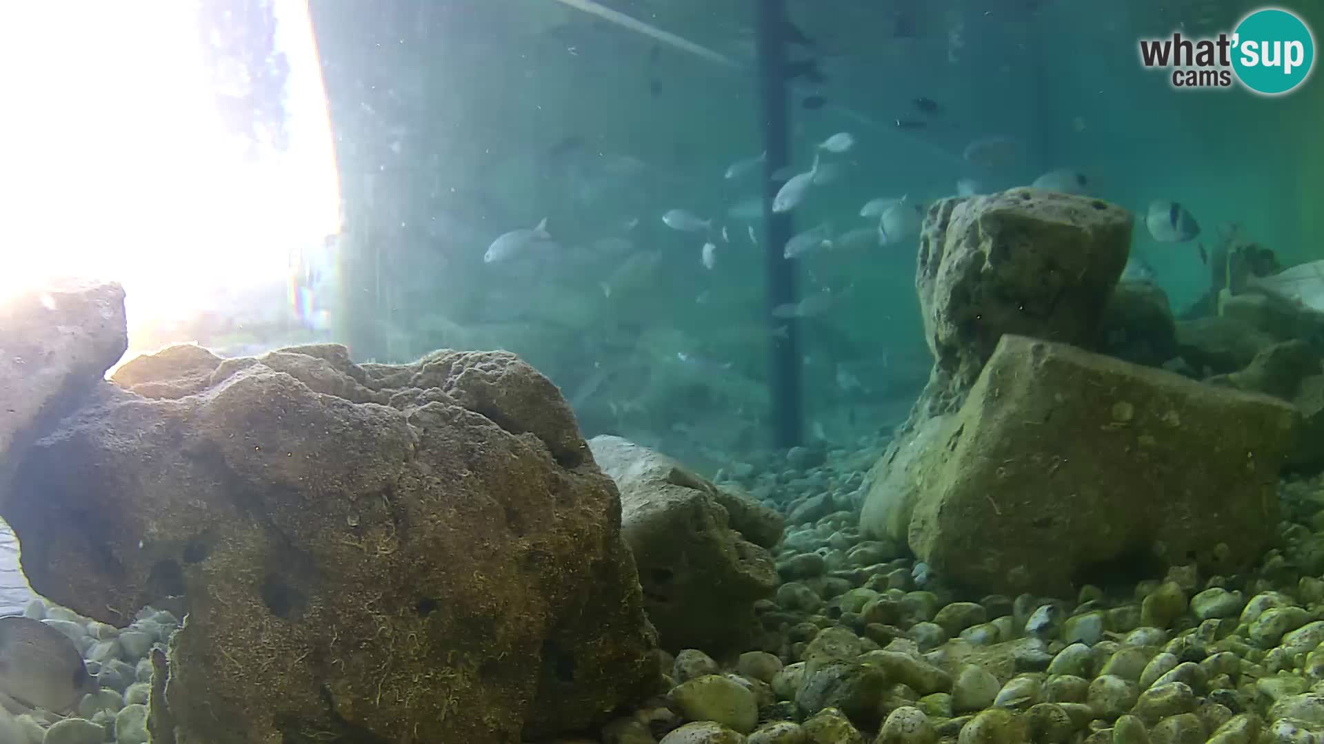 Outdoor Marine Aquarium Rogoznica webcam Croatia