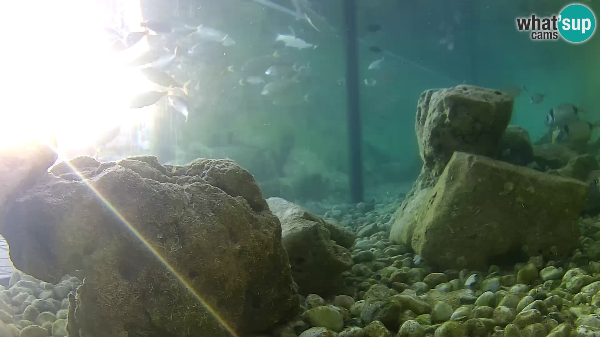 Outdoor Marine Aquarium Rogoznica webcam Croatia