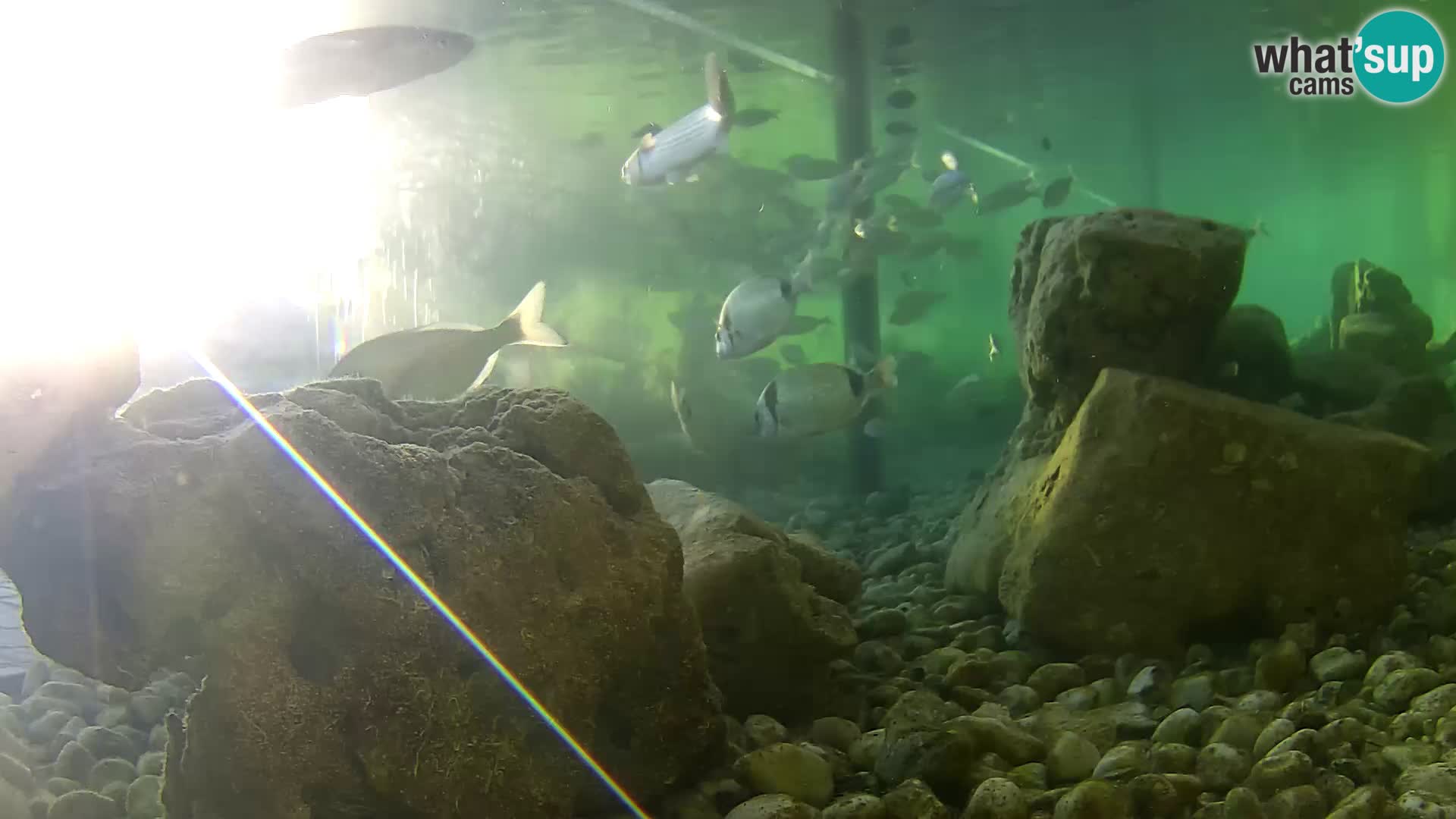 Outdoor Marine Aquarium Rogoznica webcam Croatia