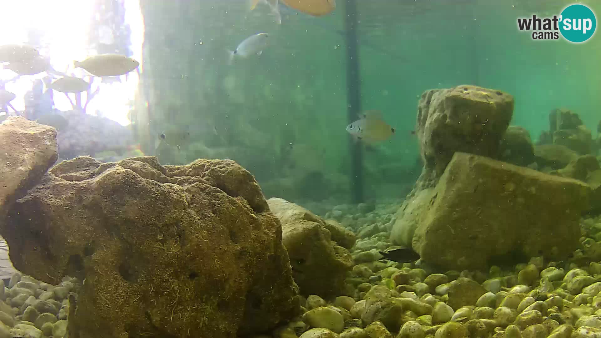 Aquario marino esterno –  Rogoznica livecam Croazia