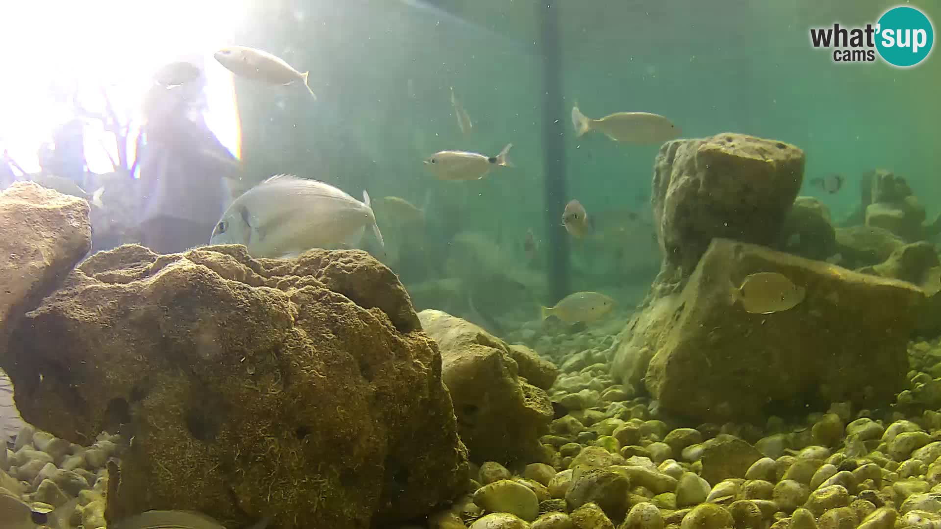 Marine Aquarium im Freien Rogoznica webcam Kroatien