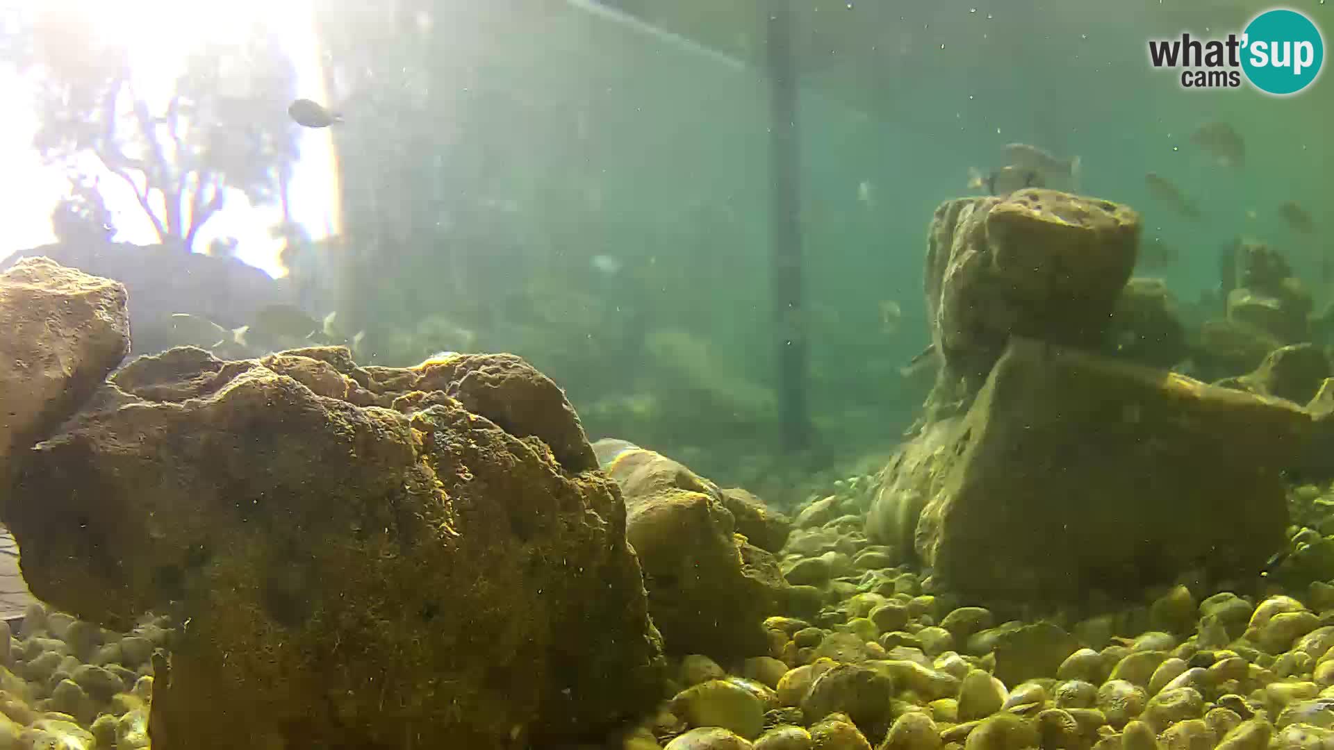 Outdoor Marine Aquarium Rogoznica webcam Croatia