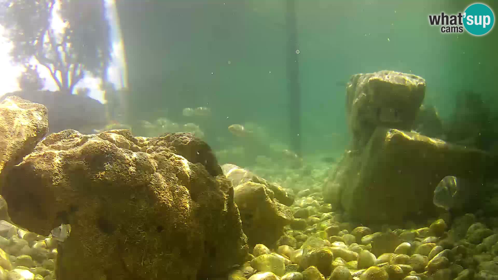 Webcam de l’aquarium marin extérieur de Rogoznica Croatie